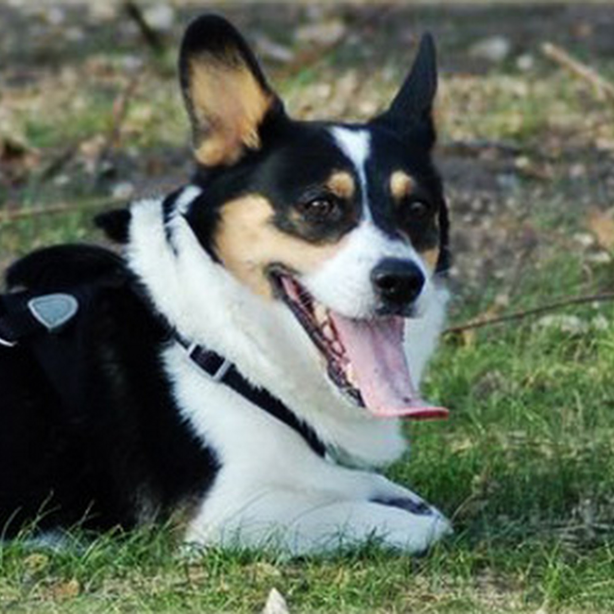 Woof and Whiskers Pet Sitting, LLC Queen Creek