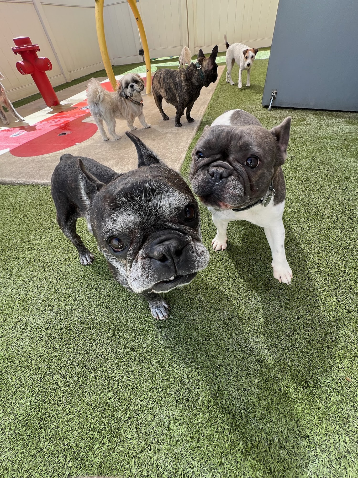 Towse K9 Solutions Queen Creek