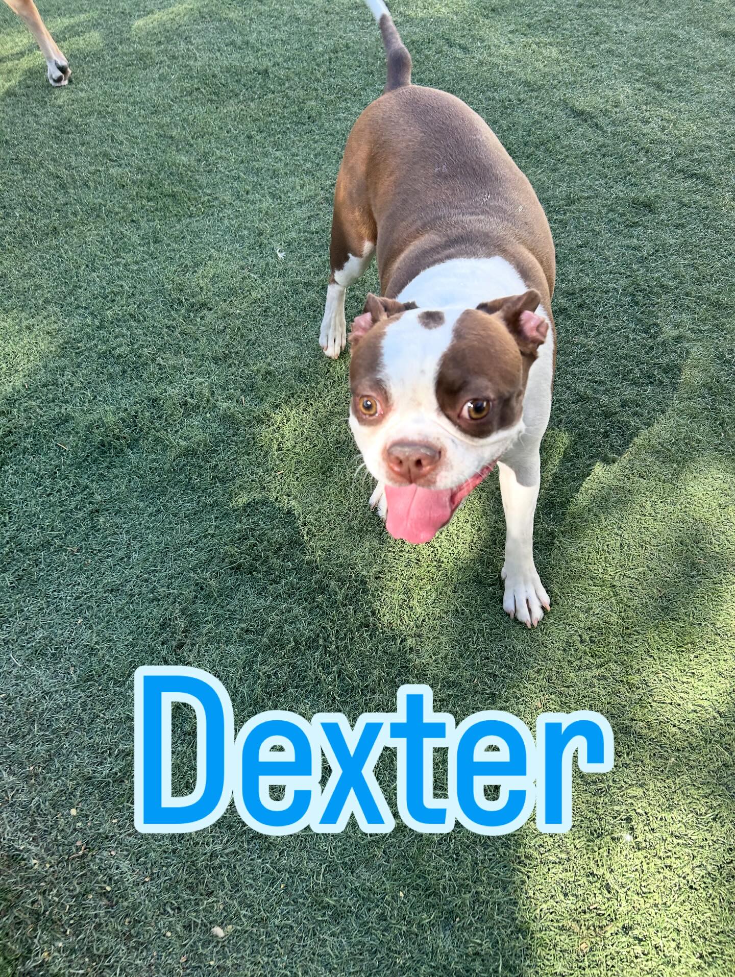 Bill's Mutt House Queen Creek