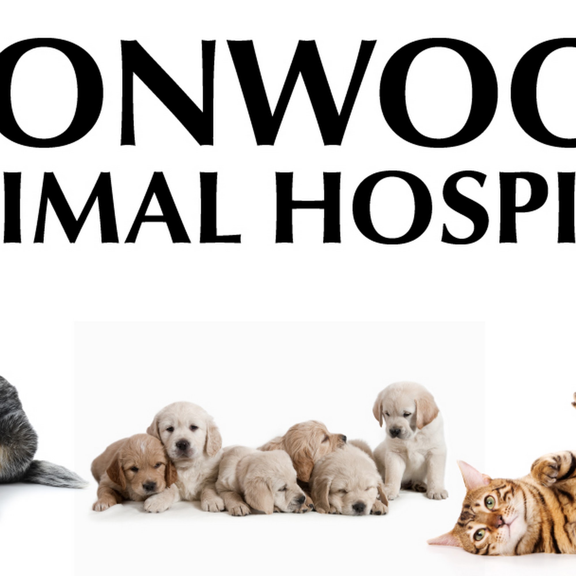 Ironwood Animal Hospital, A Thrive Pet Healthcare Partner San Tan Valley