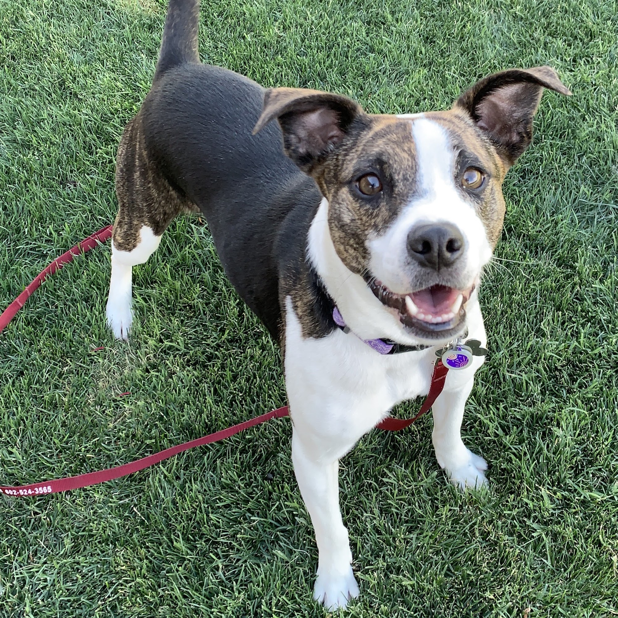 H & H Pet Services LLC San Tan Valley