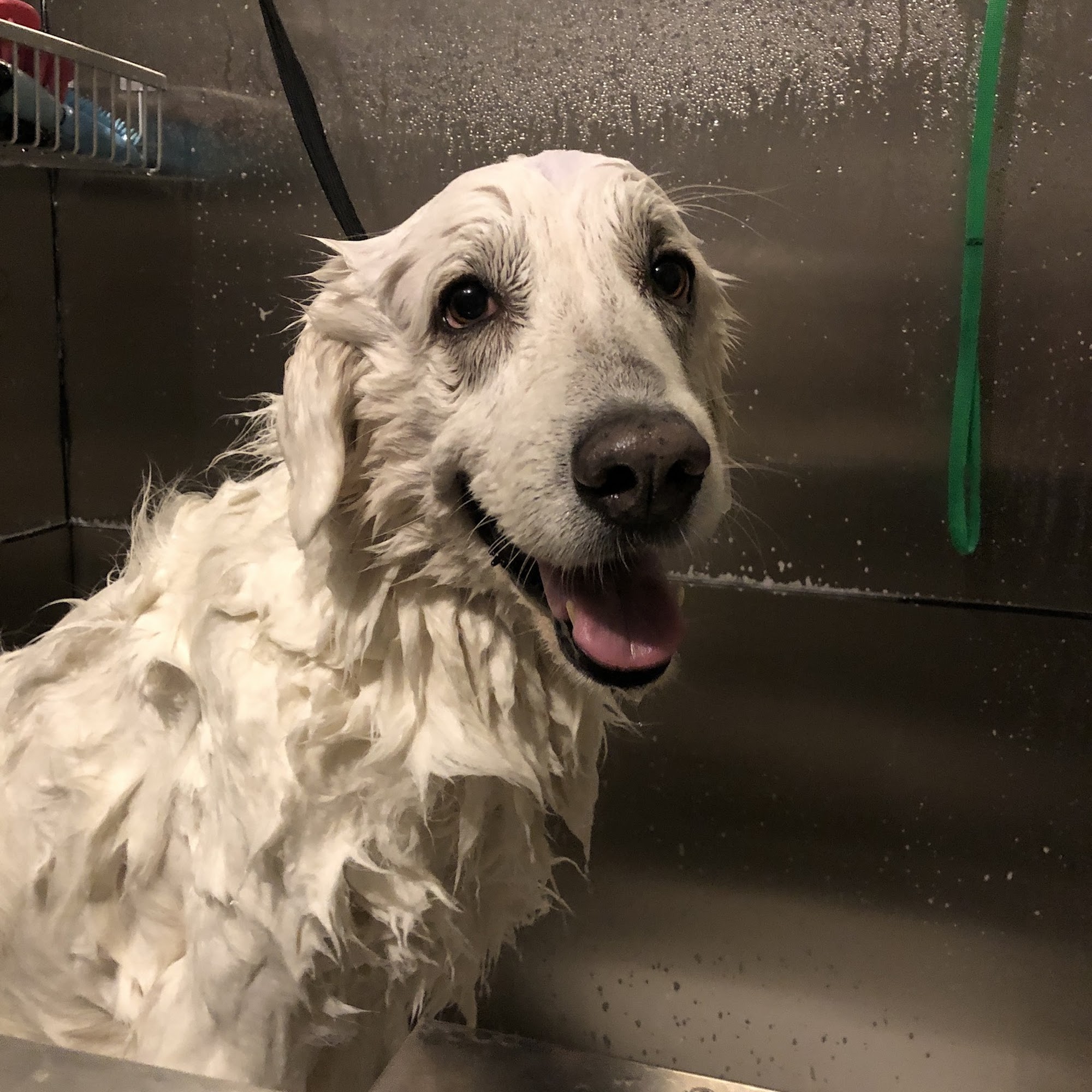 The Barn Dog Grooming San Tan Valley