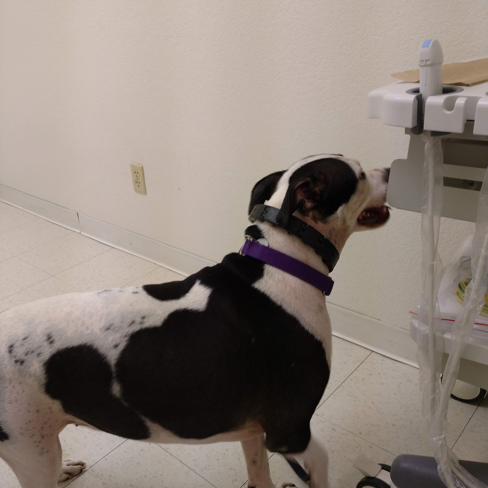 Hayden Road Animal Hospital Scottsdale