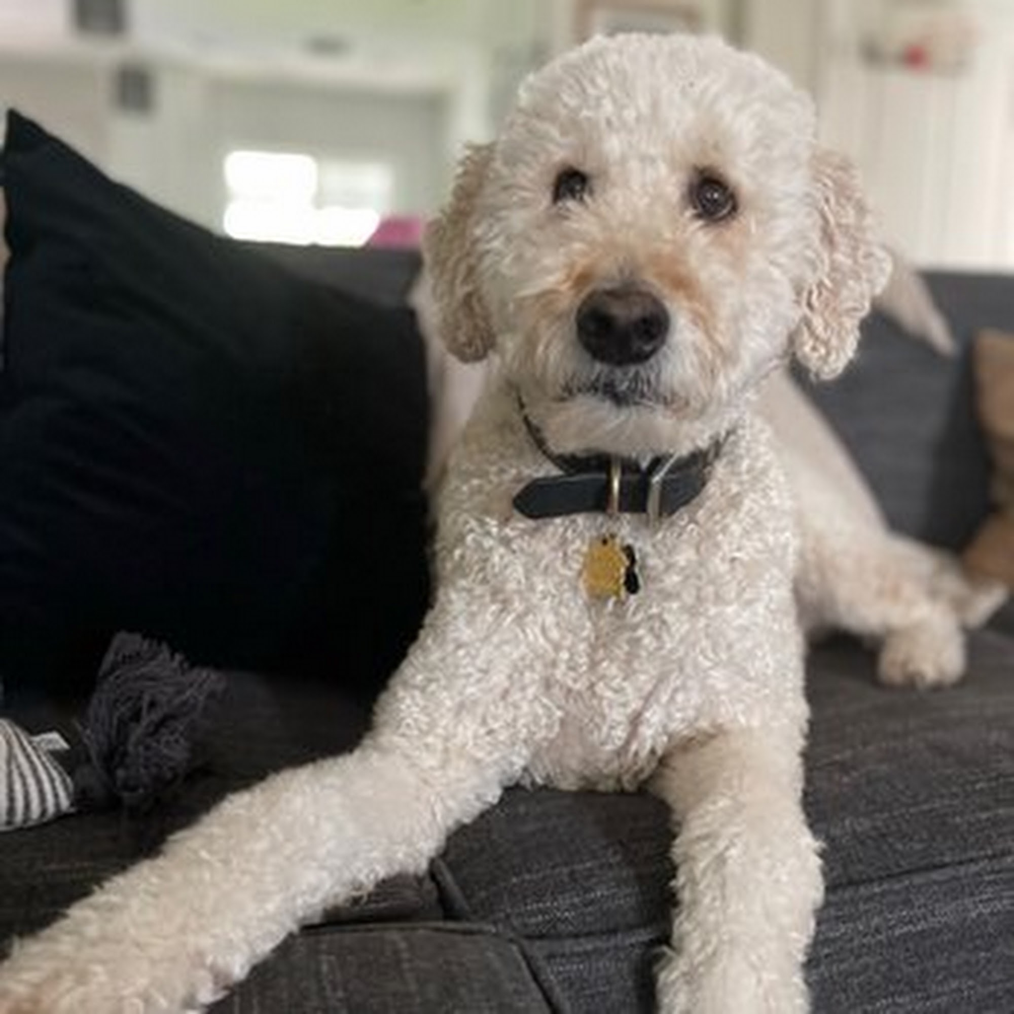 Desert Tails Animal Clinic Scottsdale