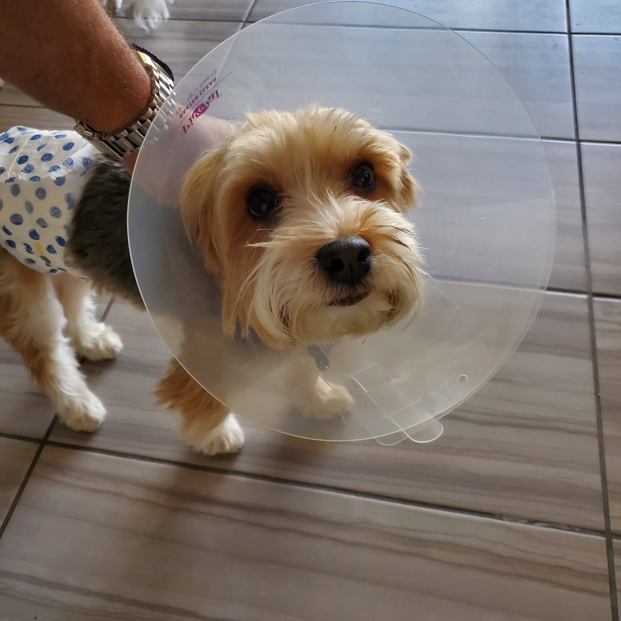 Arizona Spay & Neuter Clinic Your Low Cost Vet of Scottsdale Scottsdale