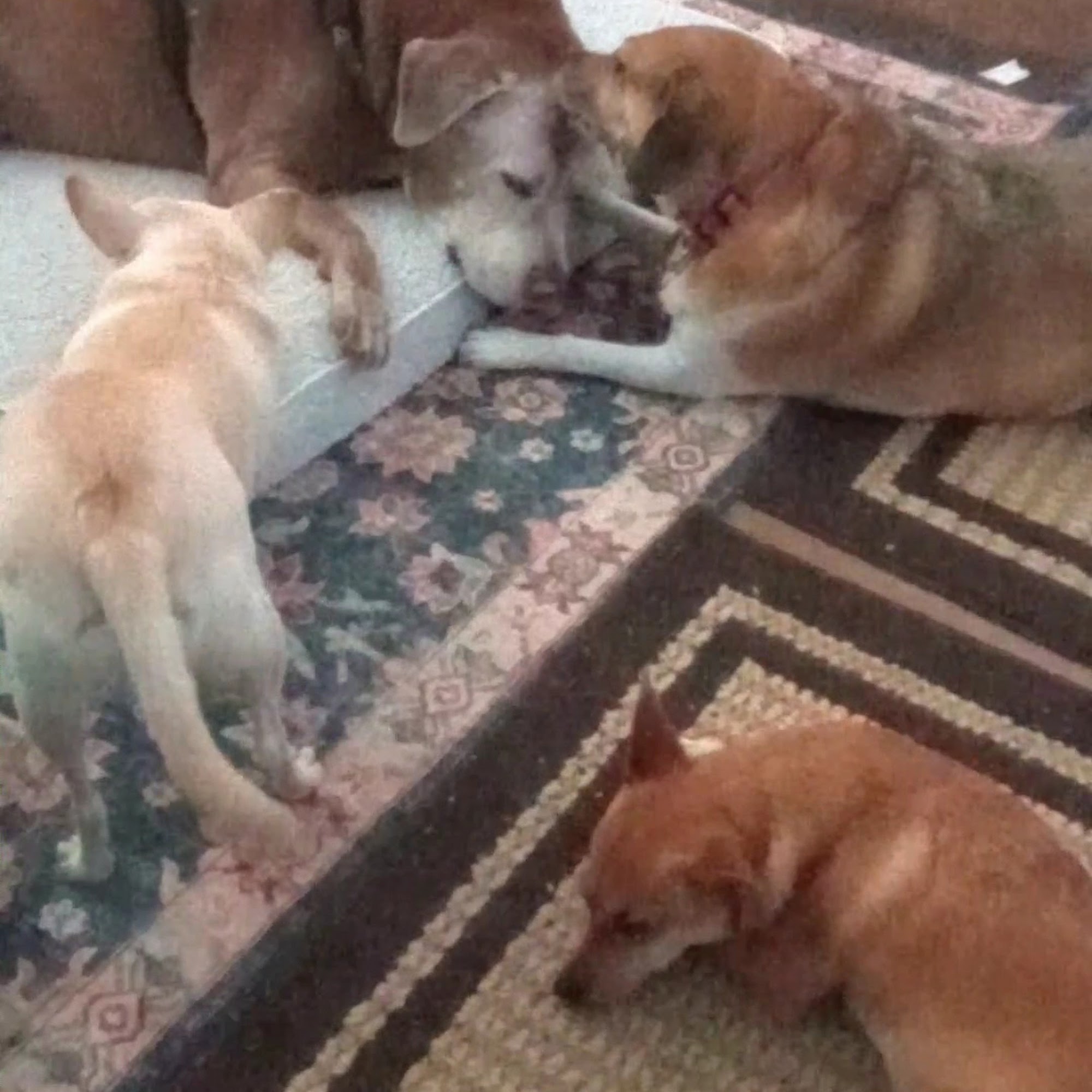 Southwest Veterinary Surgical Service, PC Scottsdale