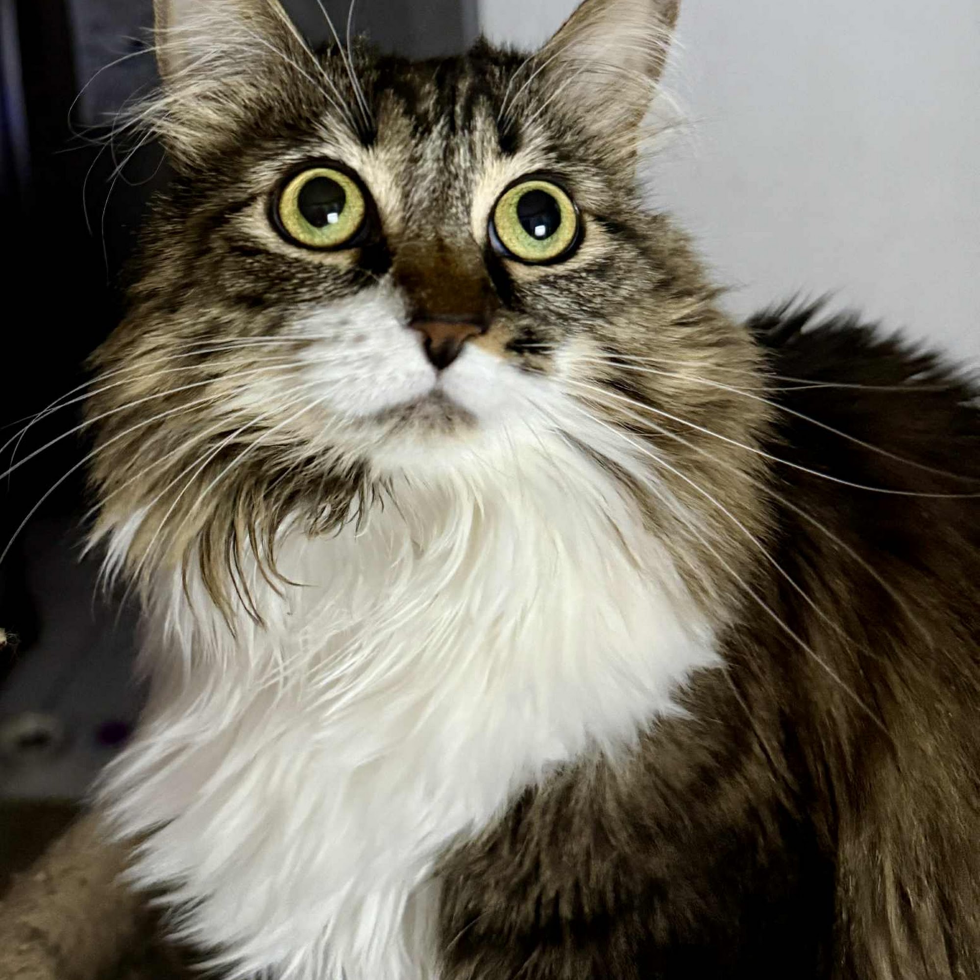 Adobe Animal Hospital Scottsdale