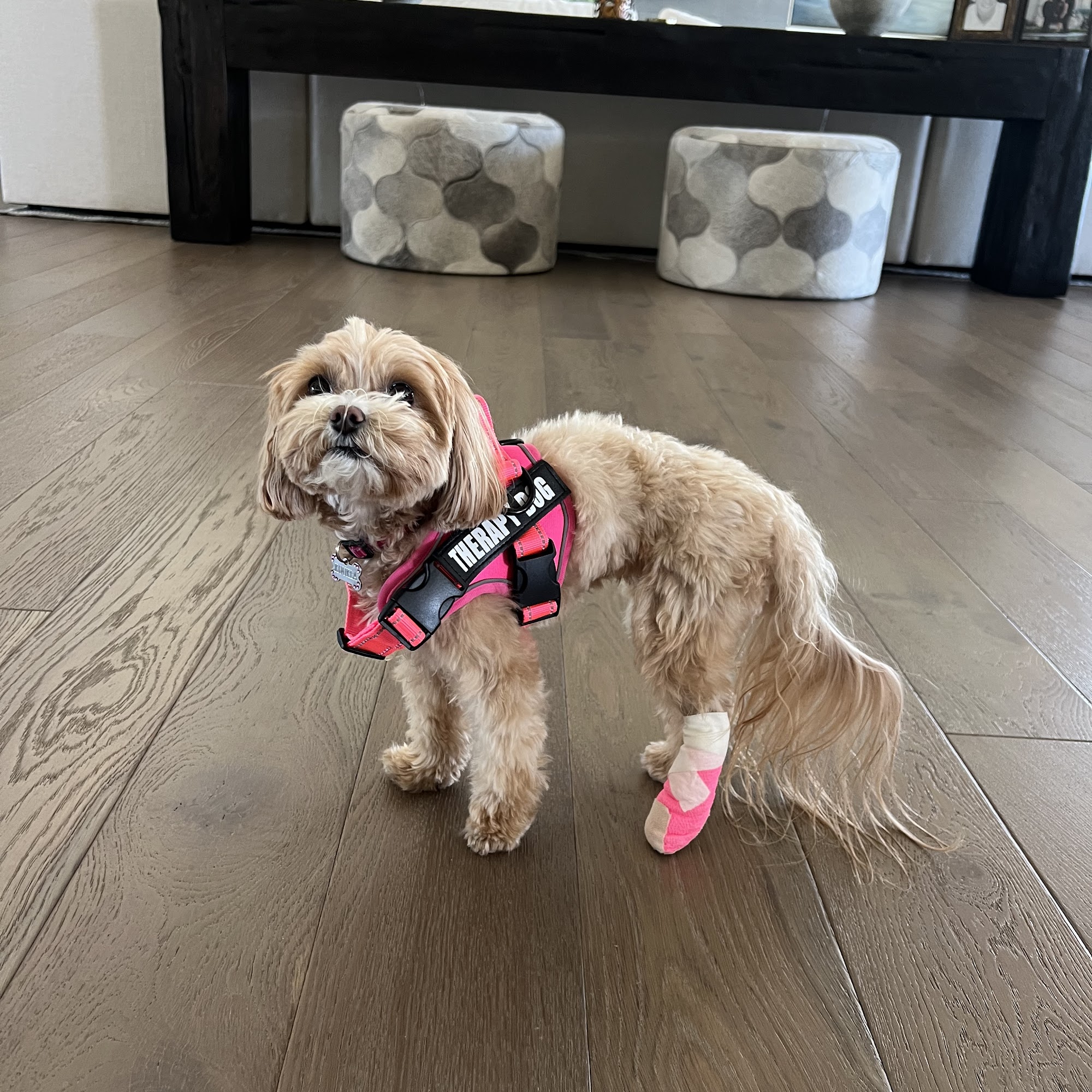 Arizona Animal Hospital Scottsdale