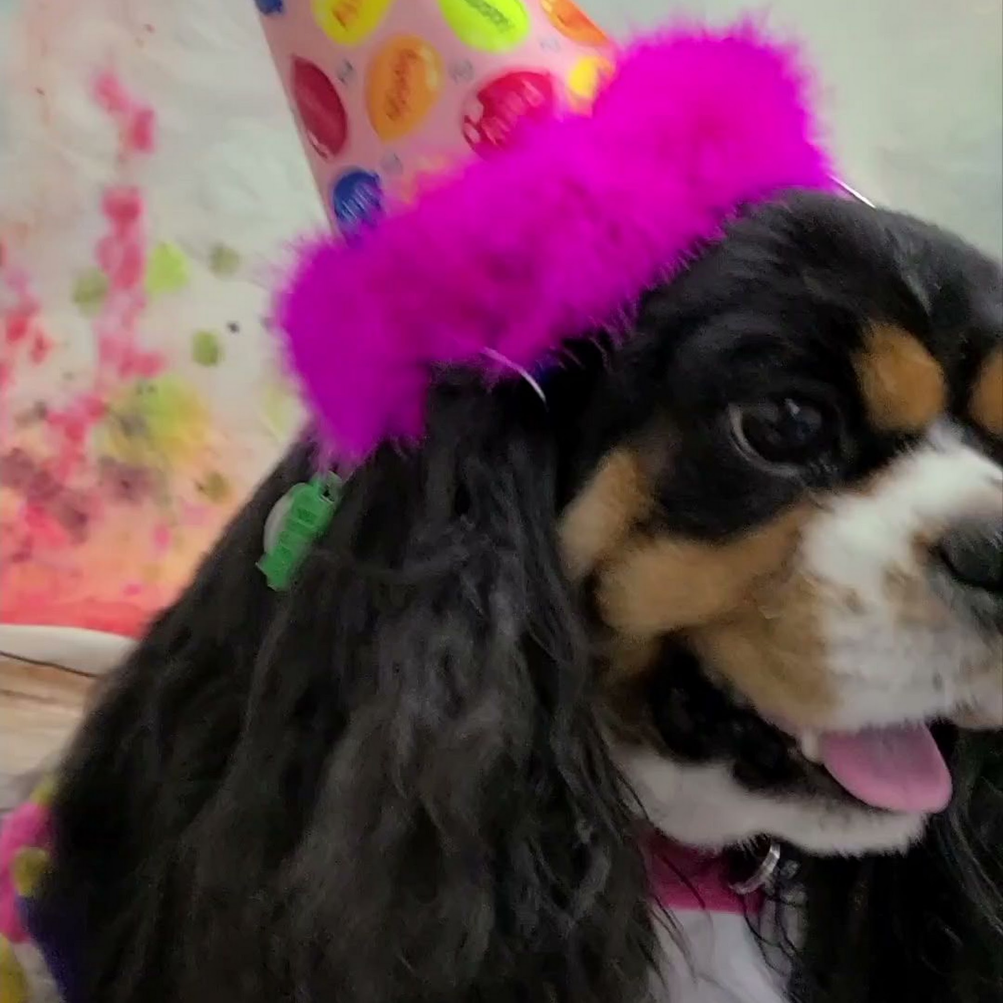 My Dogs Hair Salon Scottsdale