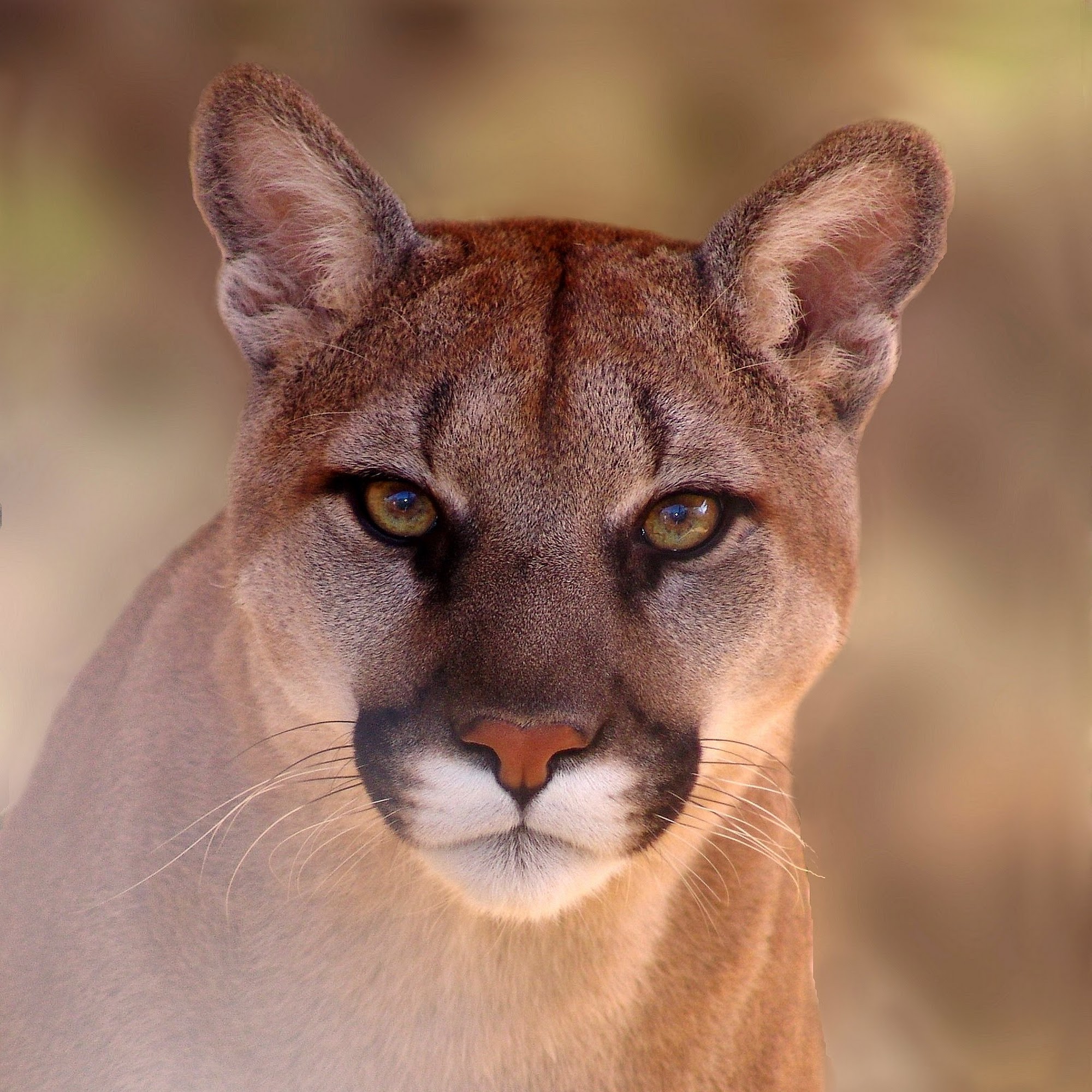 Southwest Wildlife Conservation Center Scottsdale