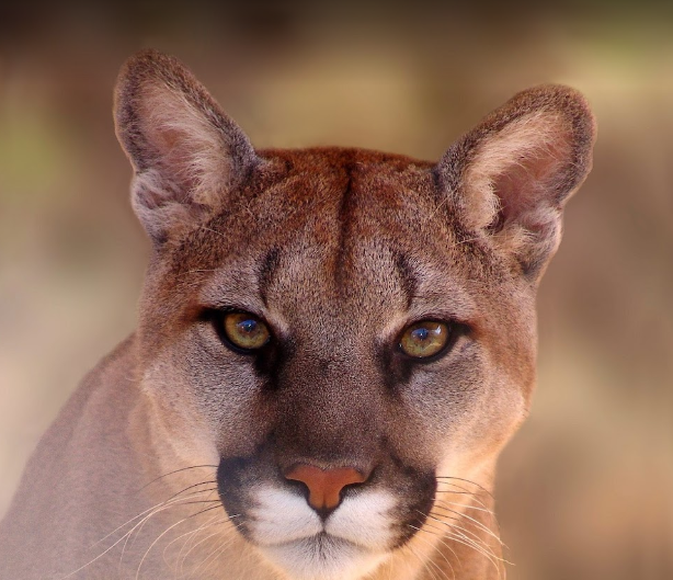 Southwest Wildlife Conservation Center Scottsdale