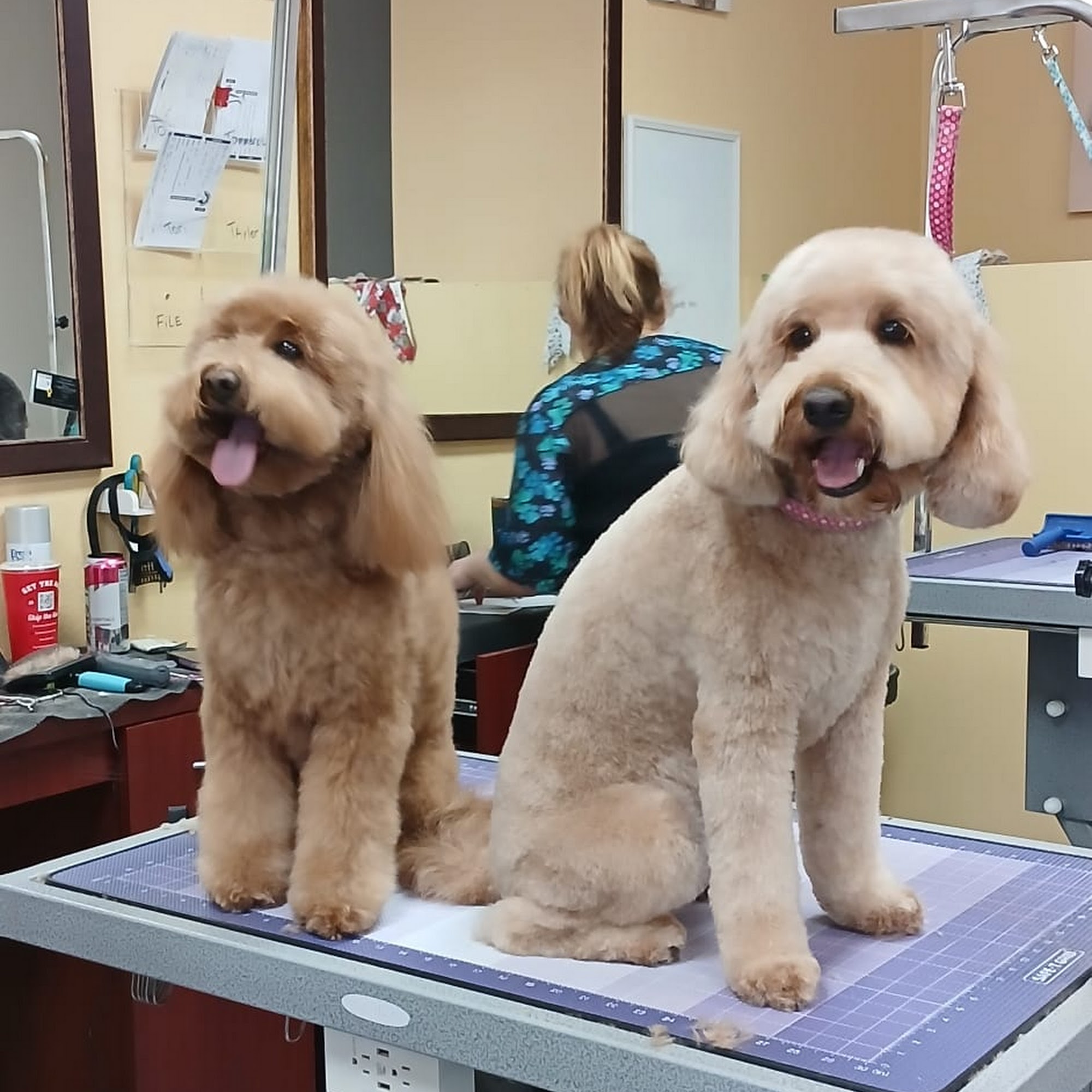 The Pet Salon (Grooming, Boutique, Daycare) Scottsdale