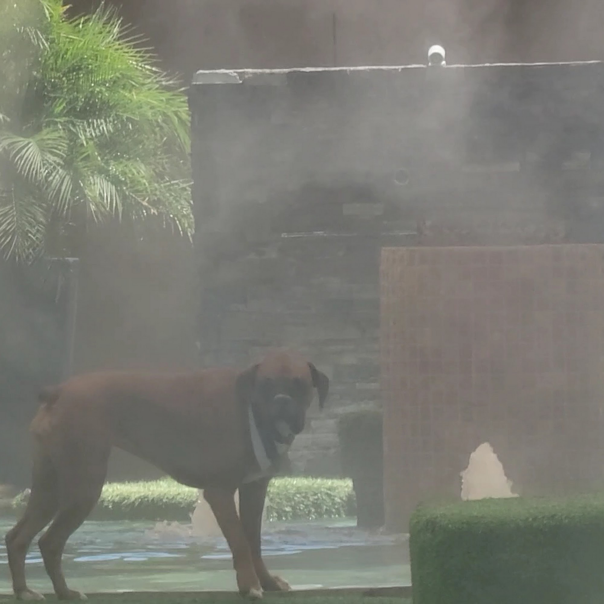 Always Unleashed Pet Resort Scottsdale