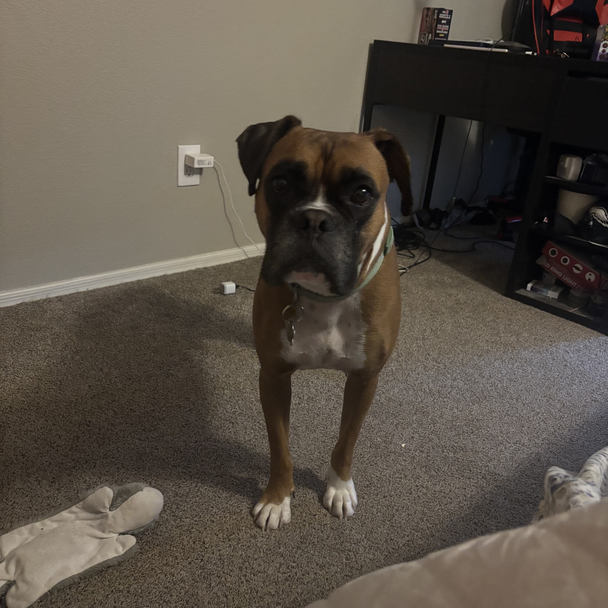 Foothills Animal Rescue Scottsdale