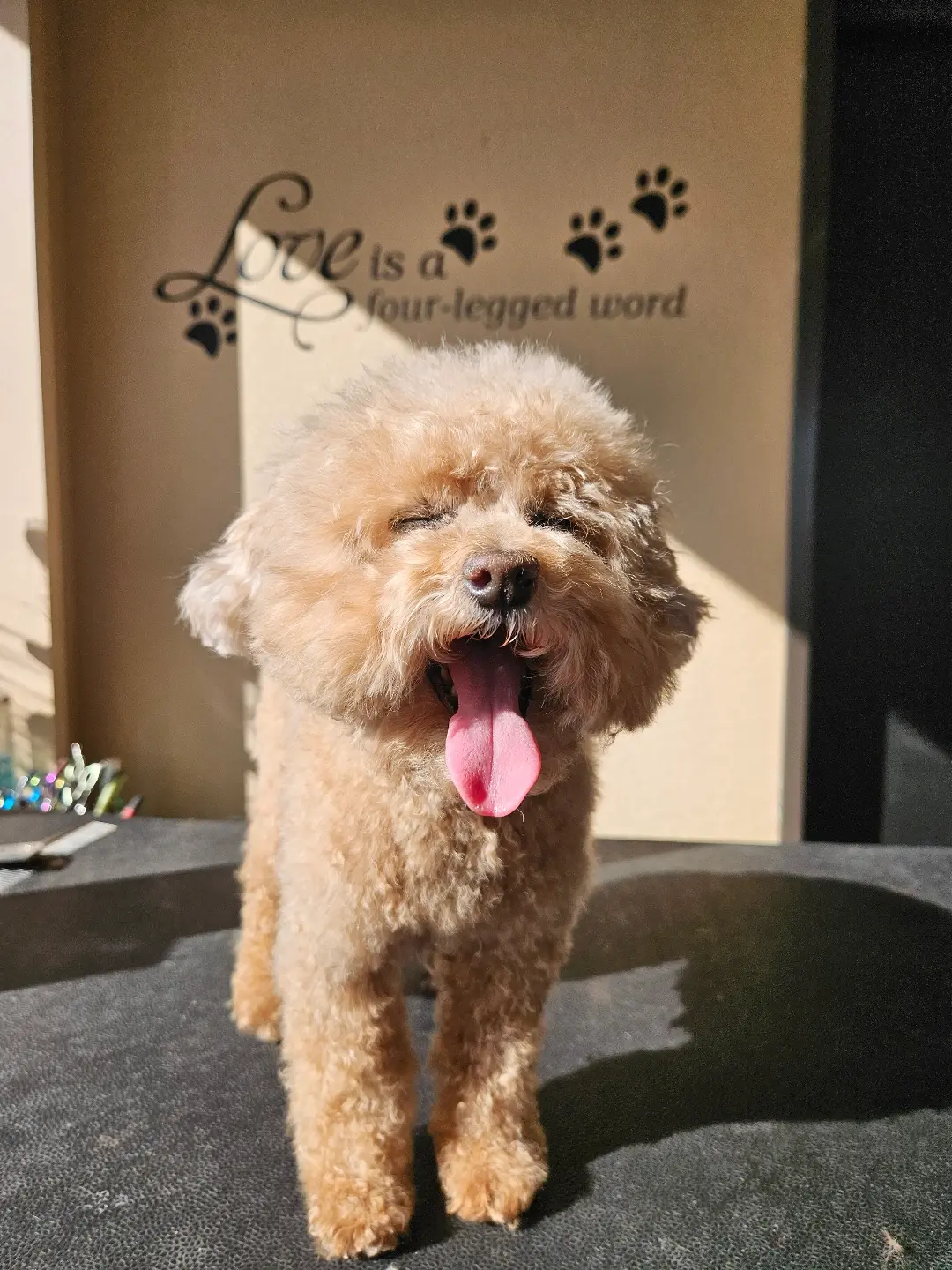 Grooming At the Ranch Scottsdale