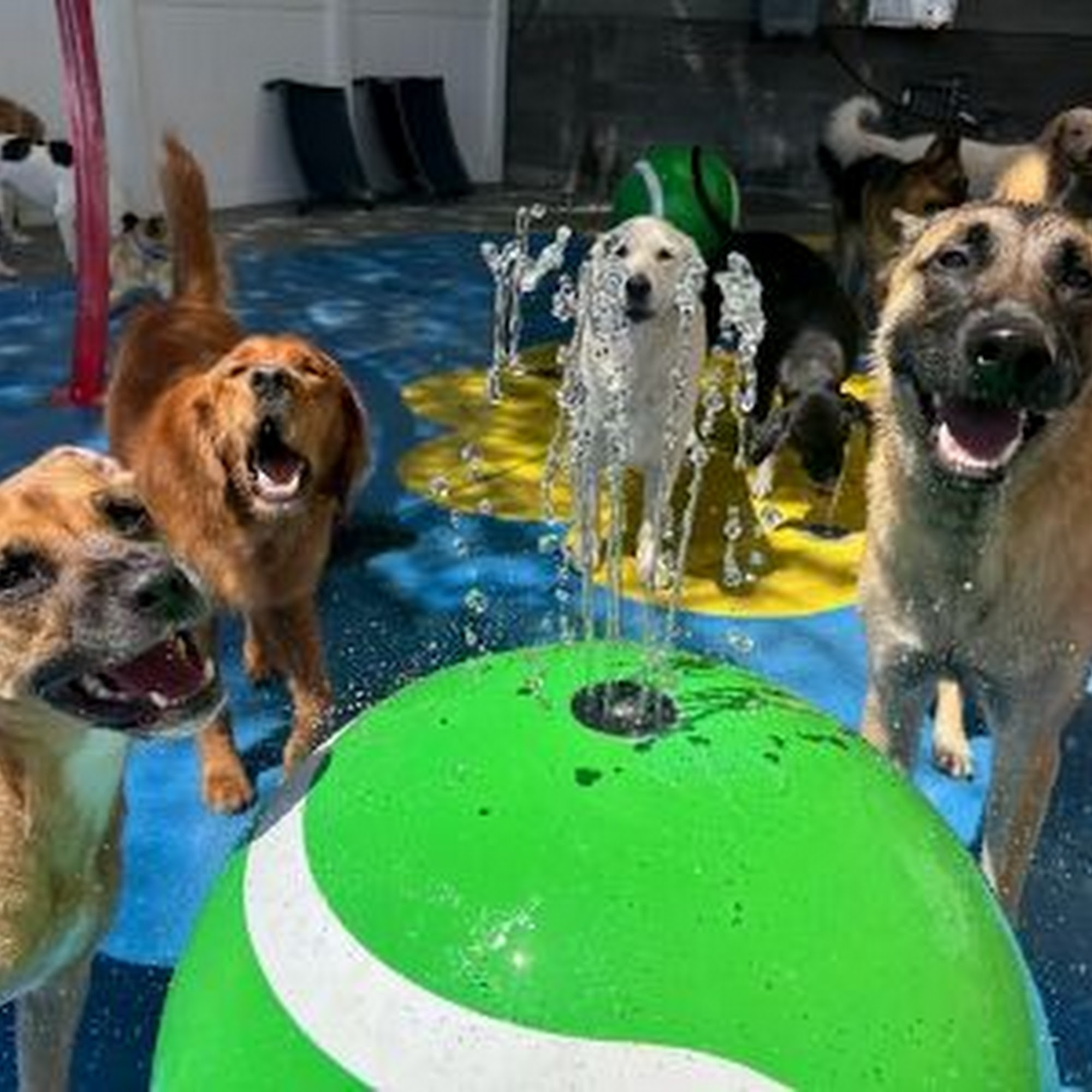Paw Commons Pet Resort & Training Center - Scottsdale Scottsdale