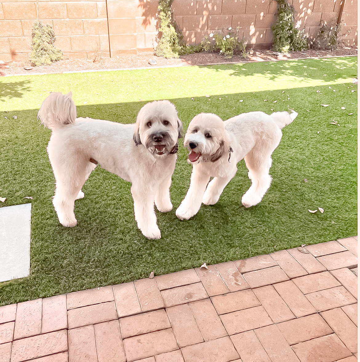 Fluff Bar Scottsdale