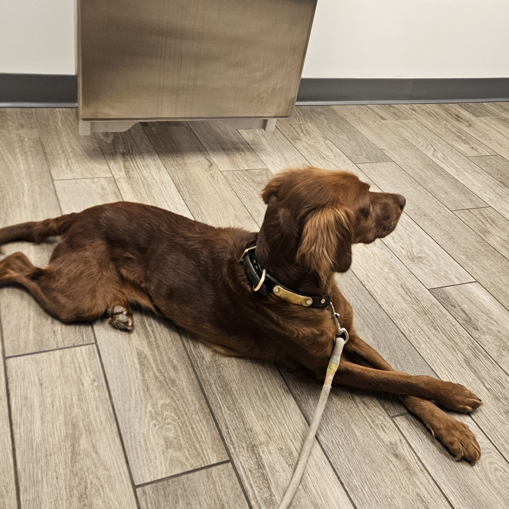 Cochise Animal Hospital Scottsdale