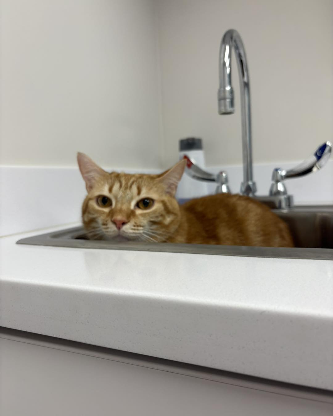 Cochise Animal Hospital Scottsdale
