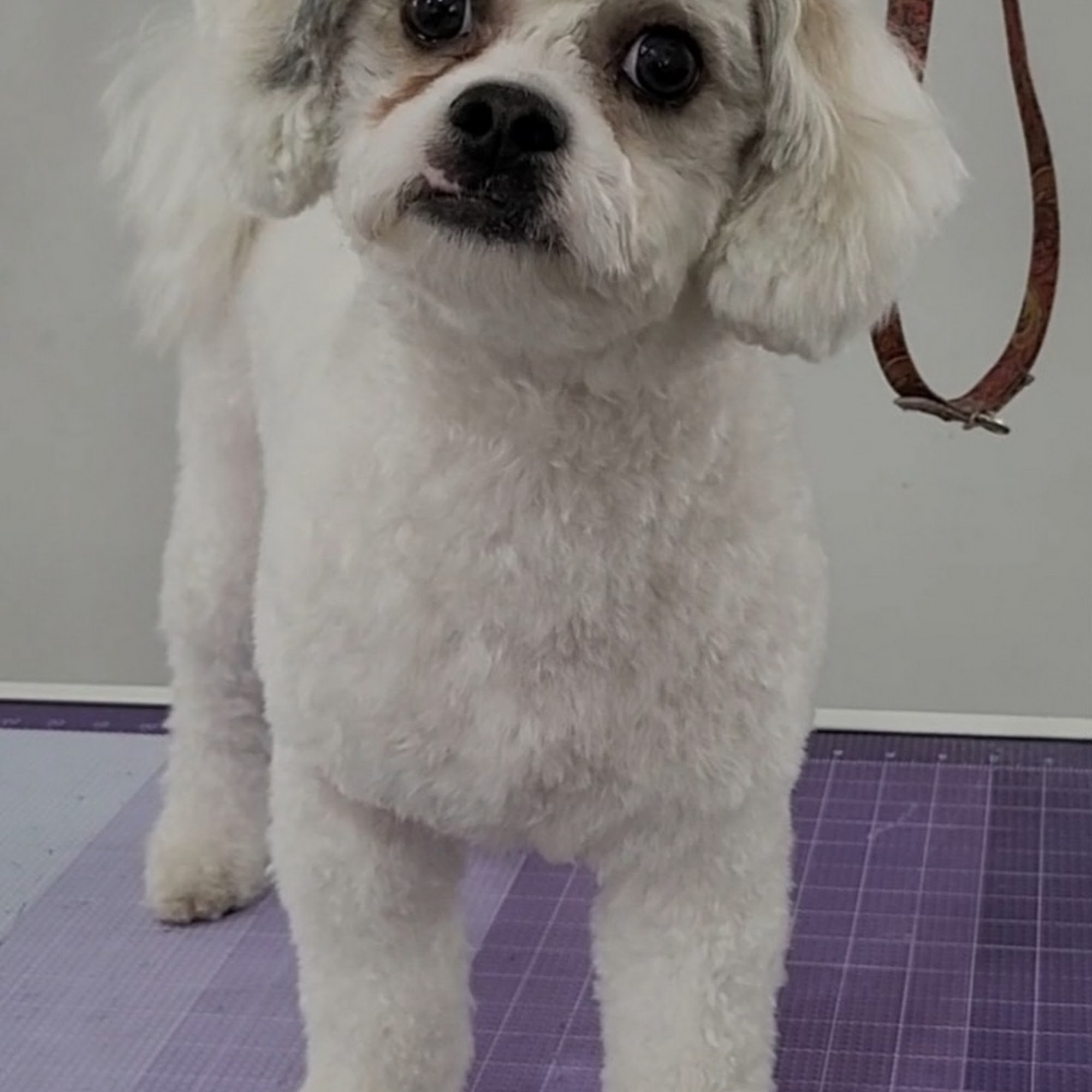 Silky Pet Spa Scottsdale