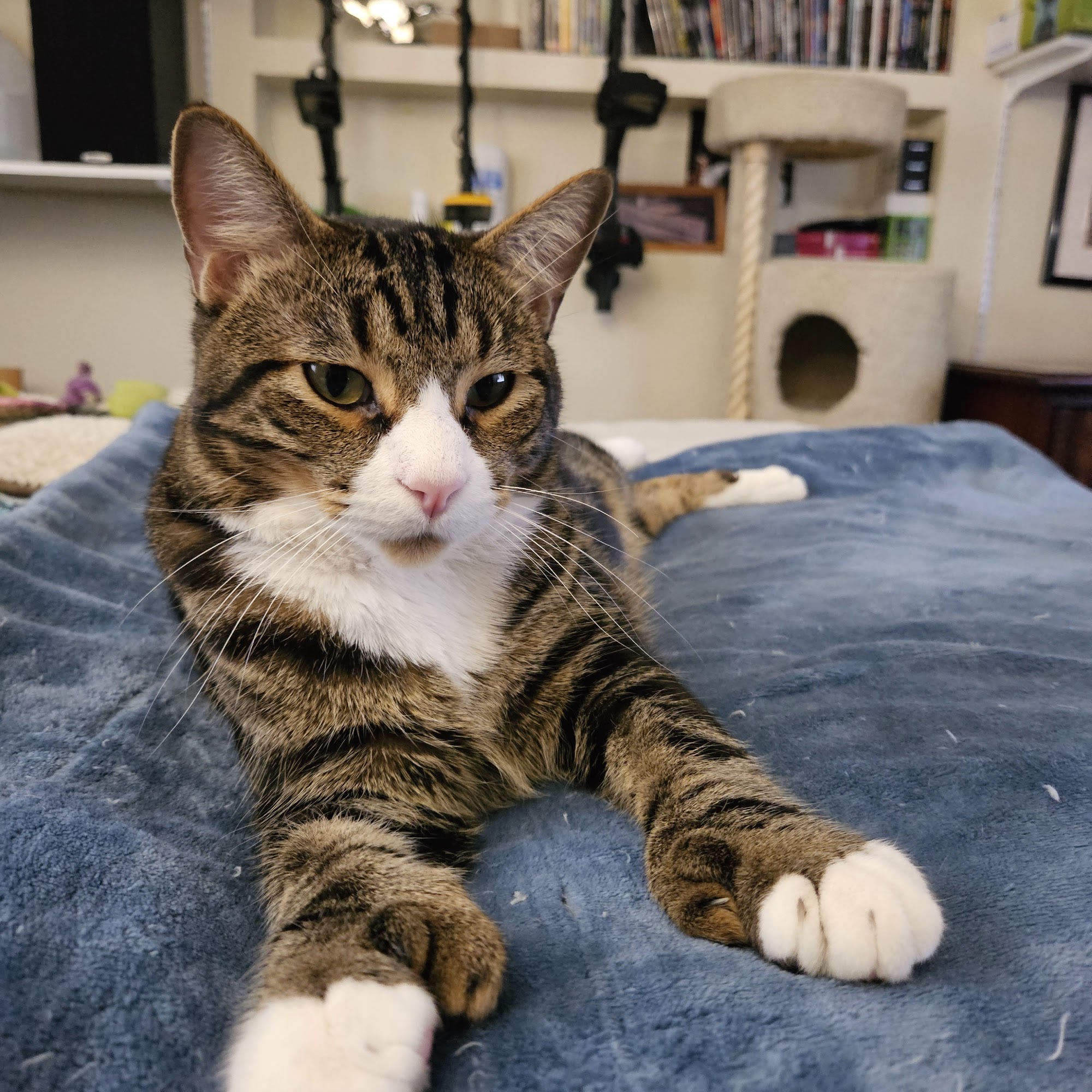 The Village Veterinary Hospital Boarding and Doggie Day Care Sedona