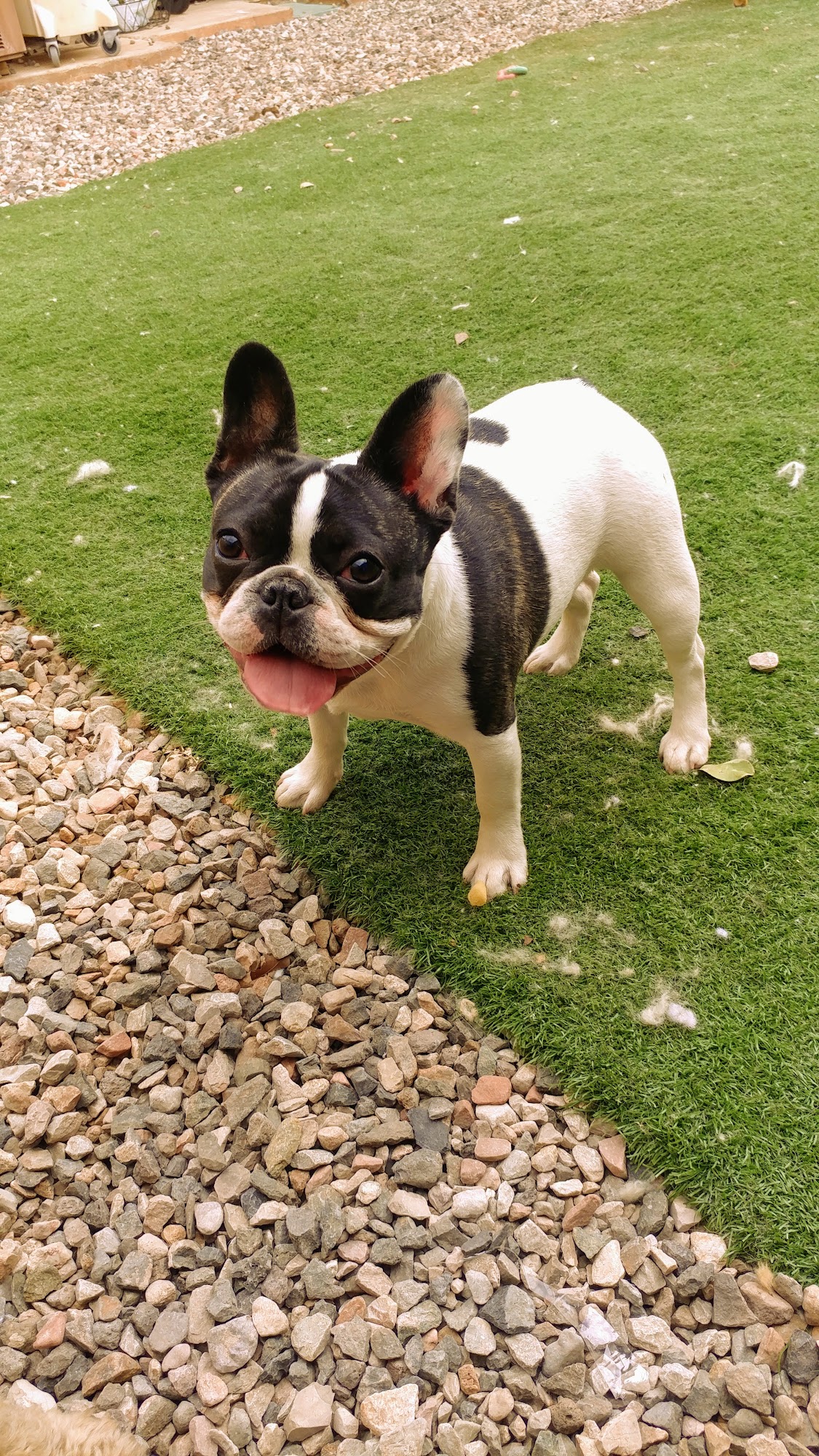 4 Pawz Pet Grooming LLc Sedona