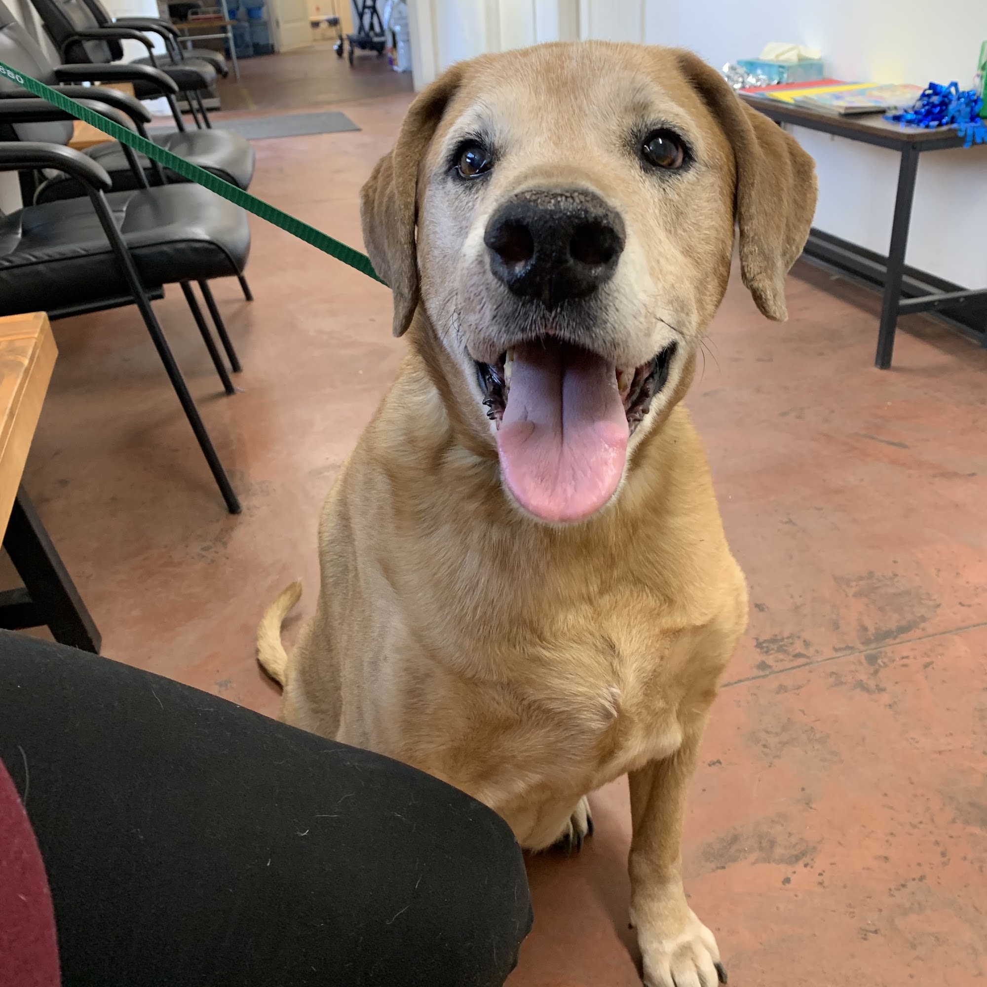 Alta Sierra Veterinary Hospital: Andersen Steve DVM Show Low