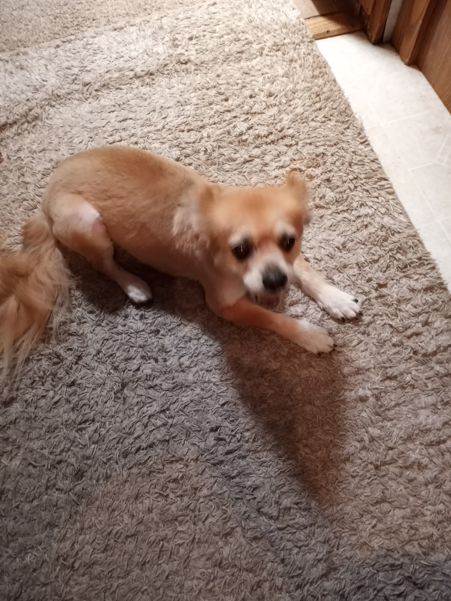 Classic Canine Show Low