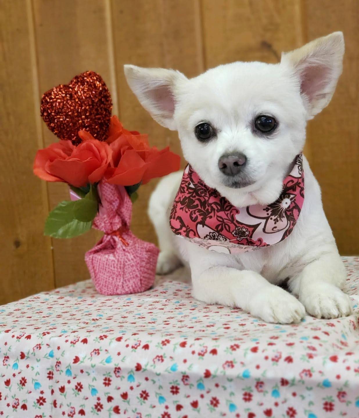 Above & Beyond Dog Grooming Salon LLC Show Low