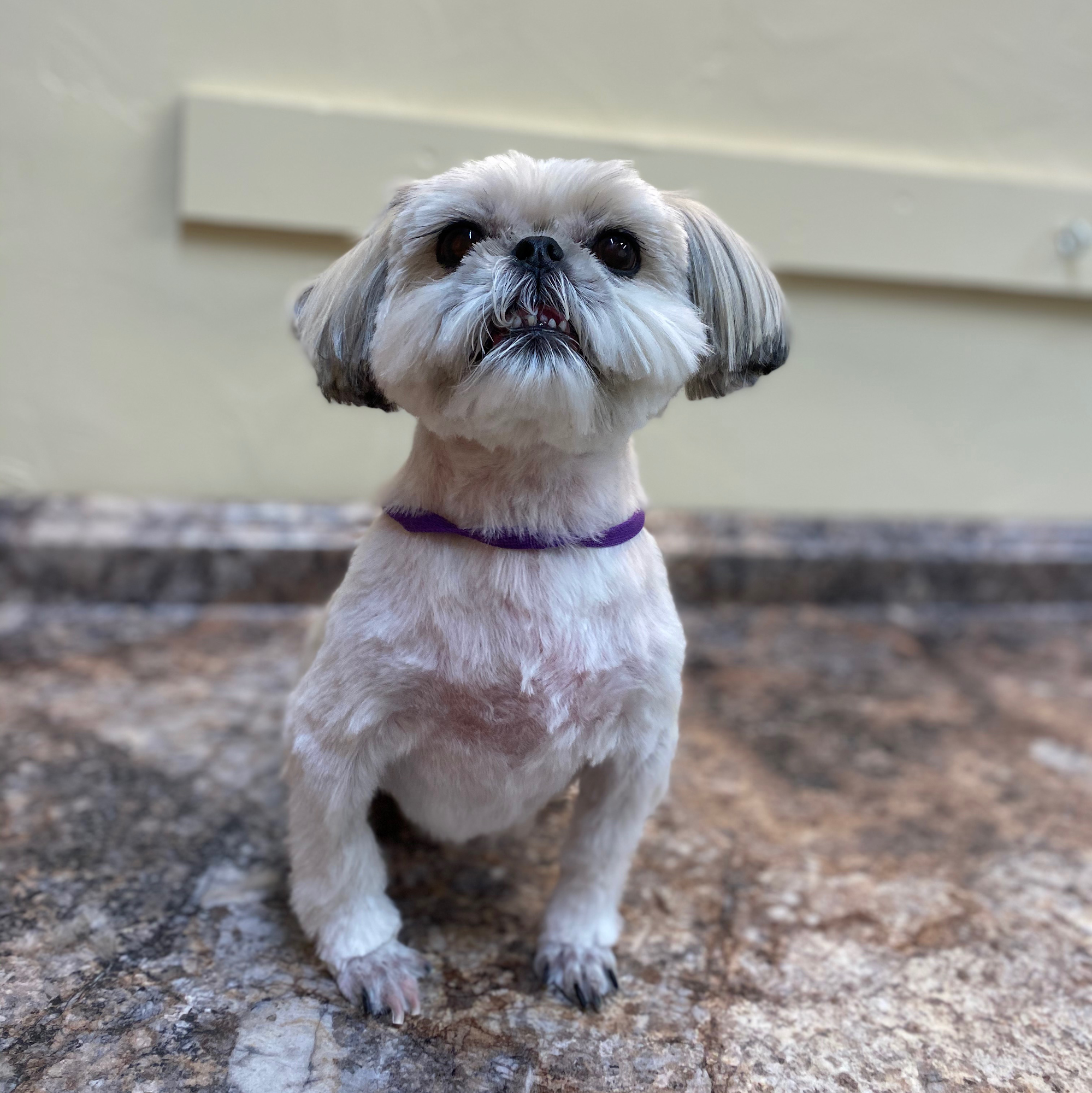 BISCUITS PET RESORT. Show Low