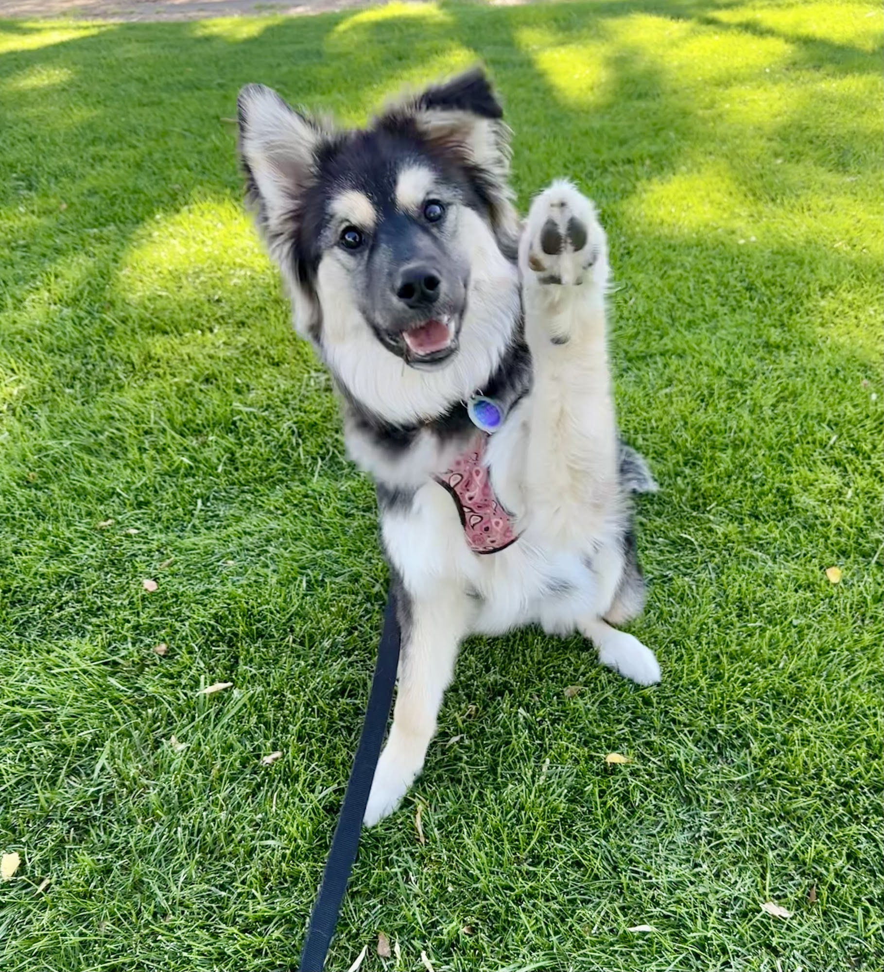 Pet Allies Animal Shelter Show Low