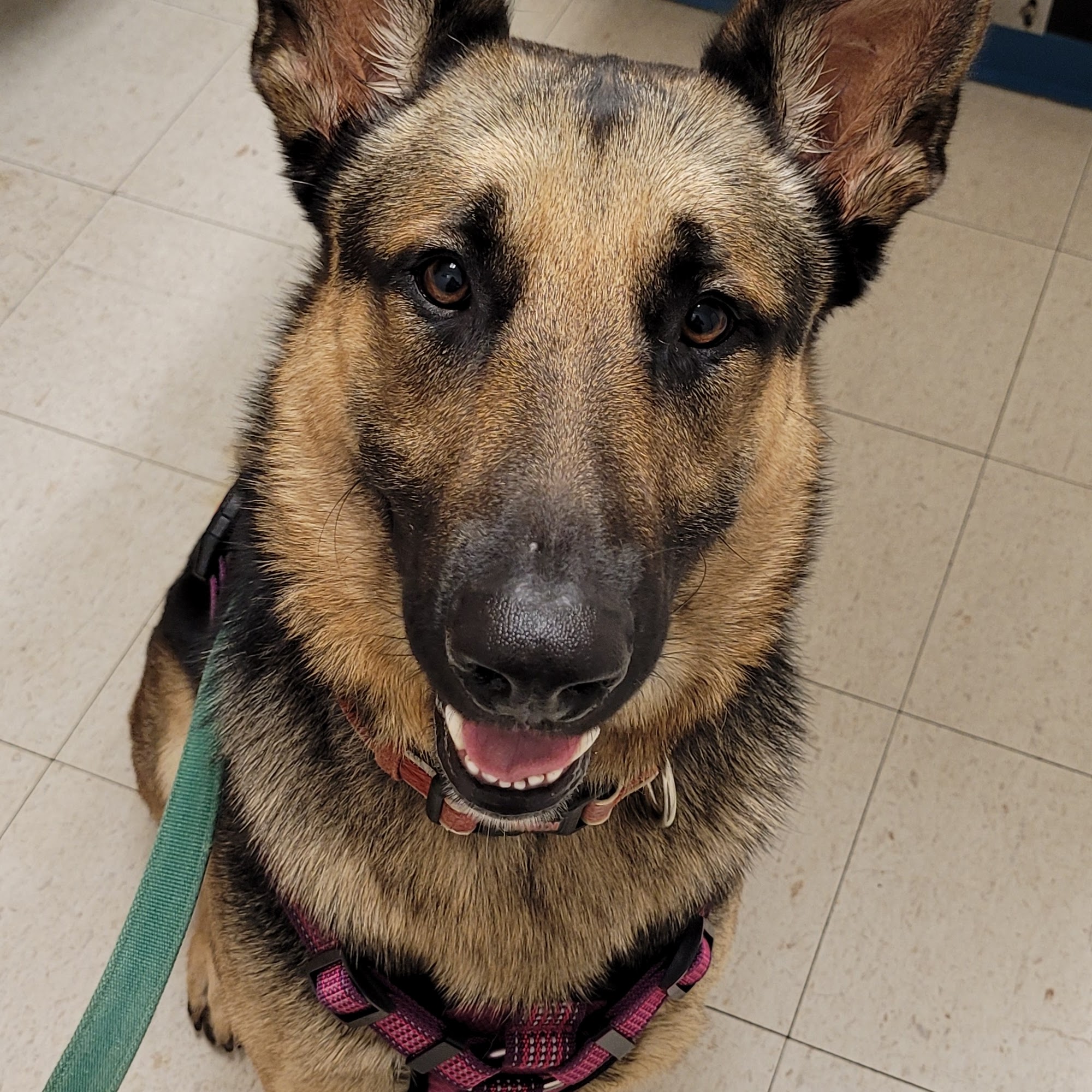 Sierra Animal Hospital Sierra Vista