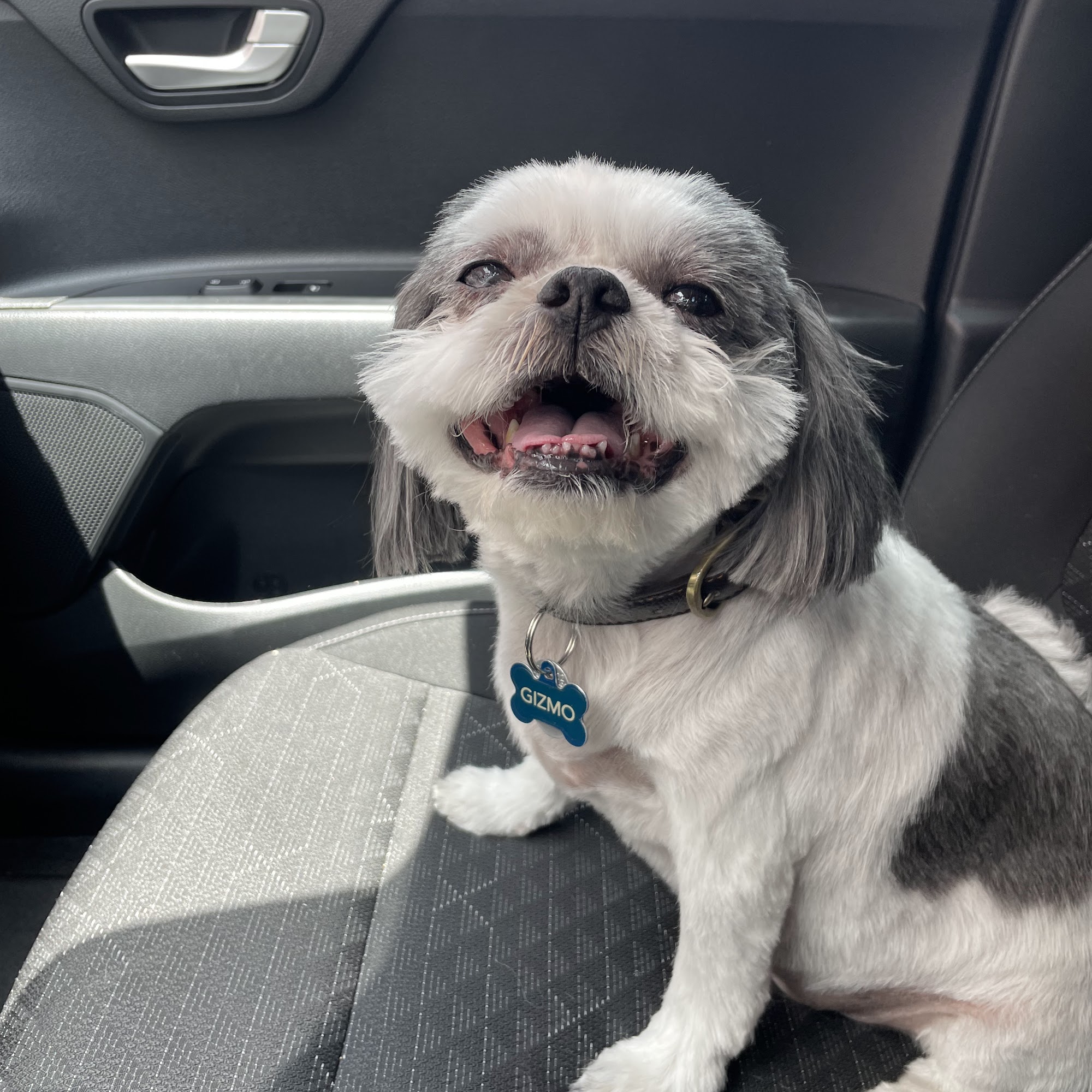 Paw Passion Sierra Vista