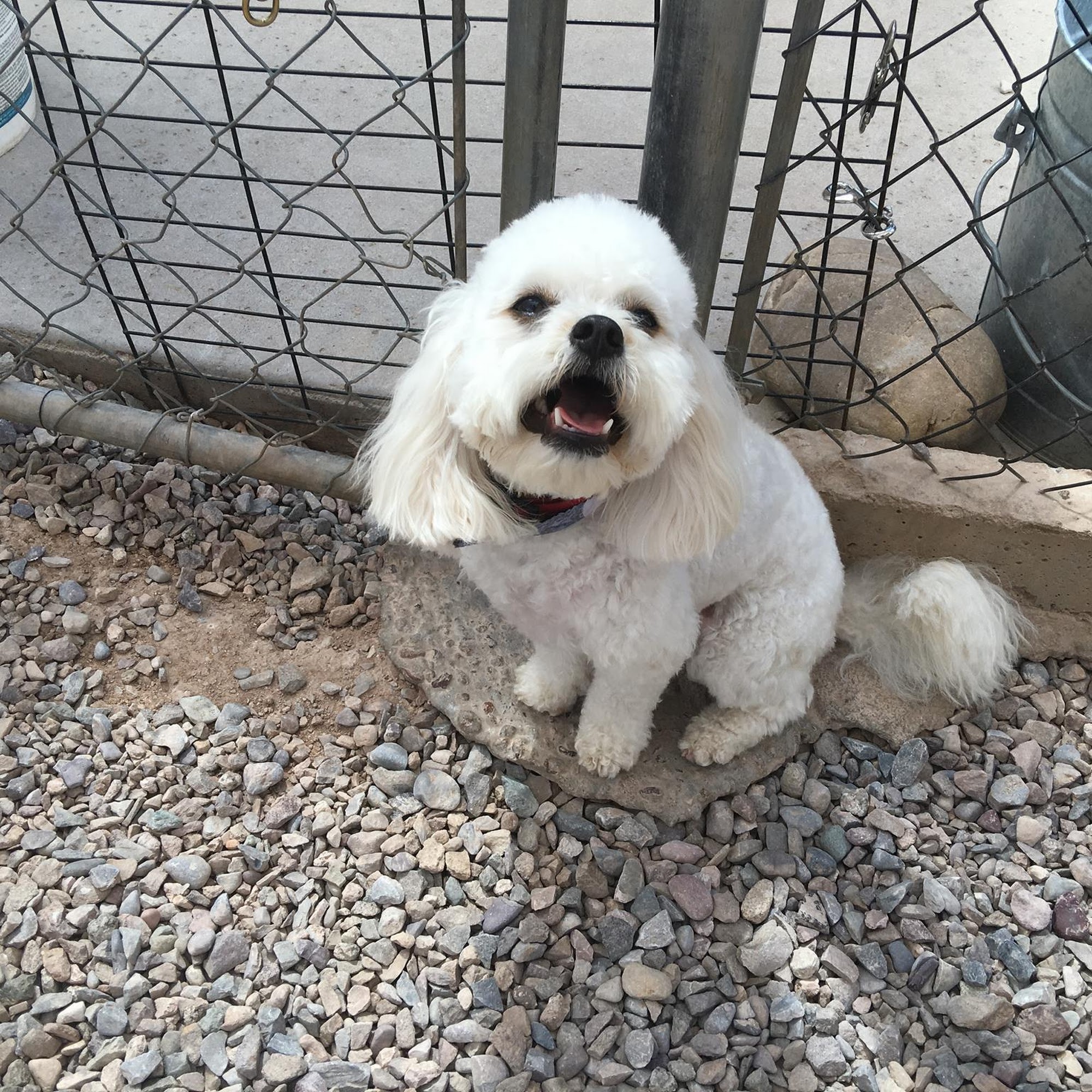 Anasazi Pet Boarding & Grooming Sierra Vista