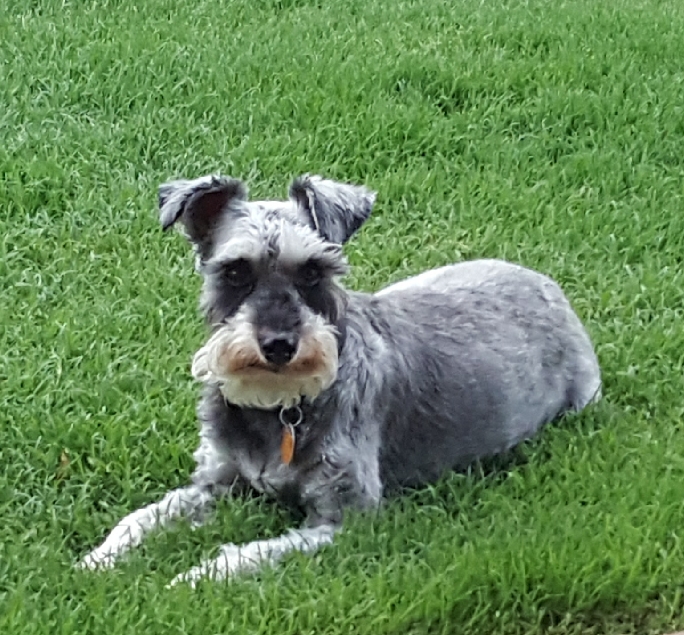 Jackson Veterinary Services 2145 AZ-92, Sierra Vista, AZ 85635