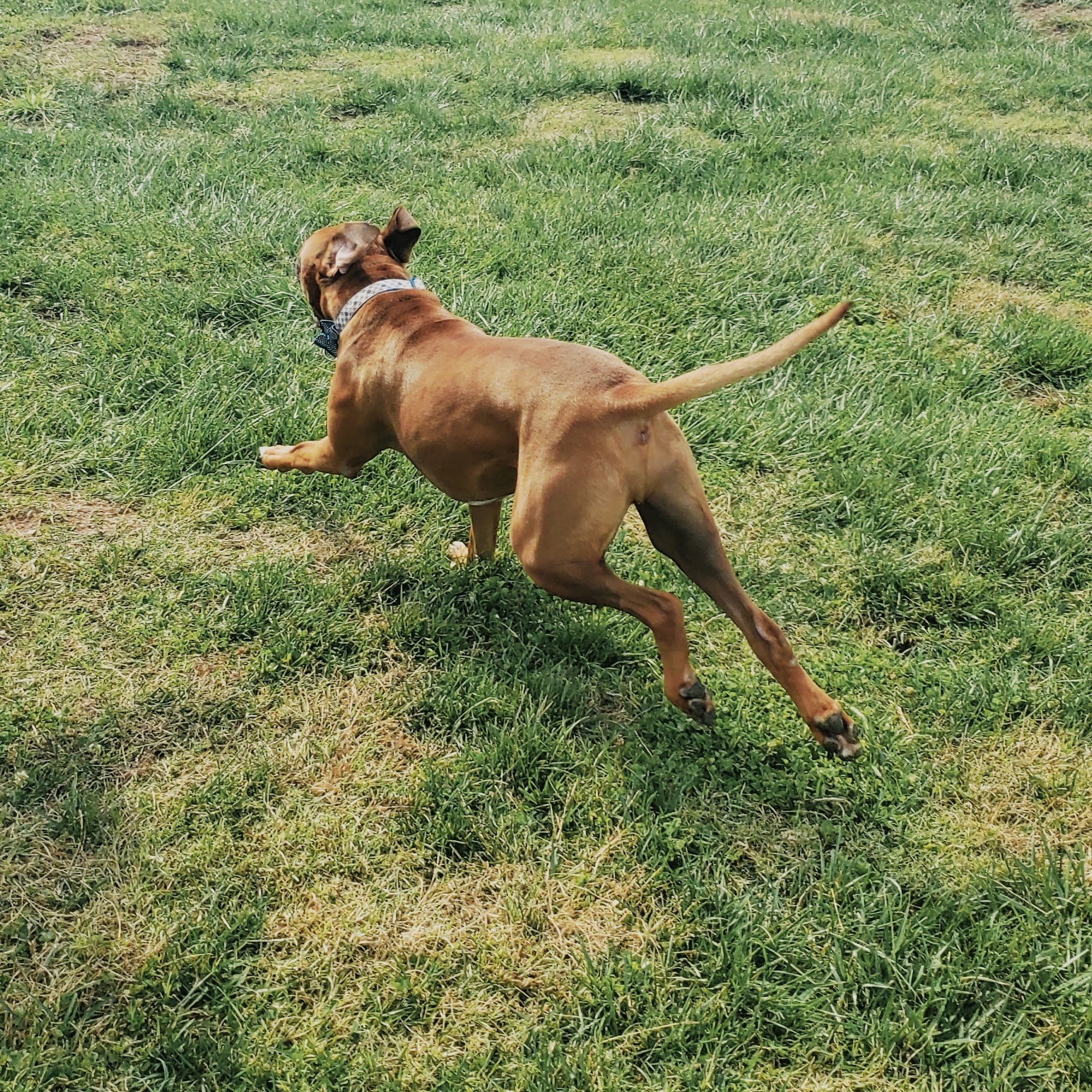 Tompkins Dog Park Sierra Vista