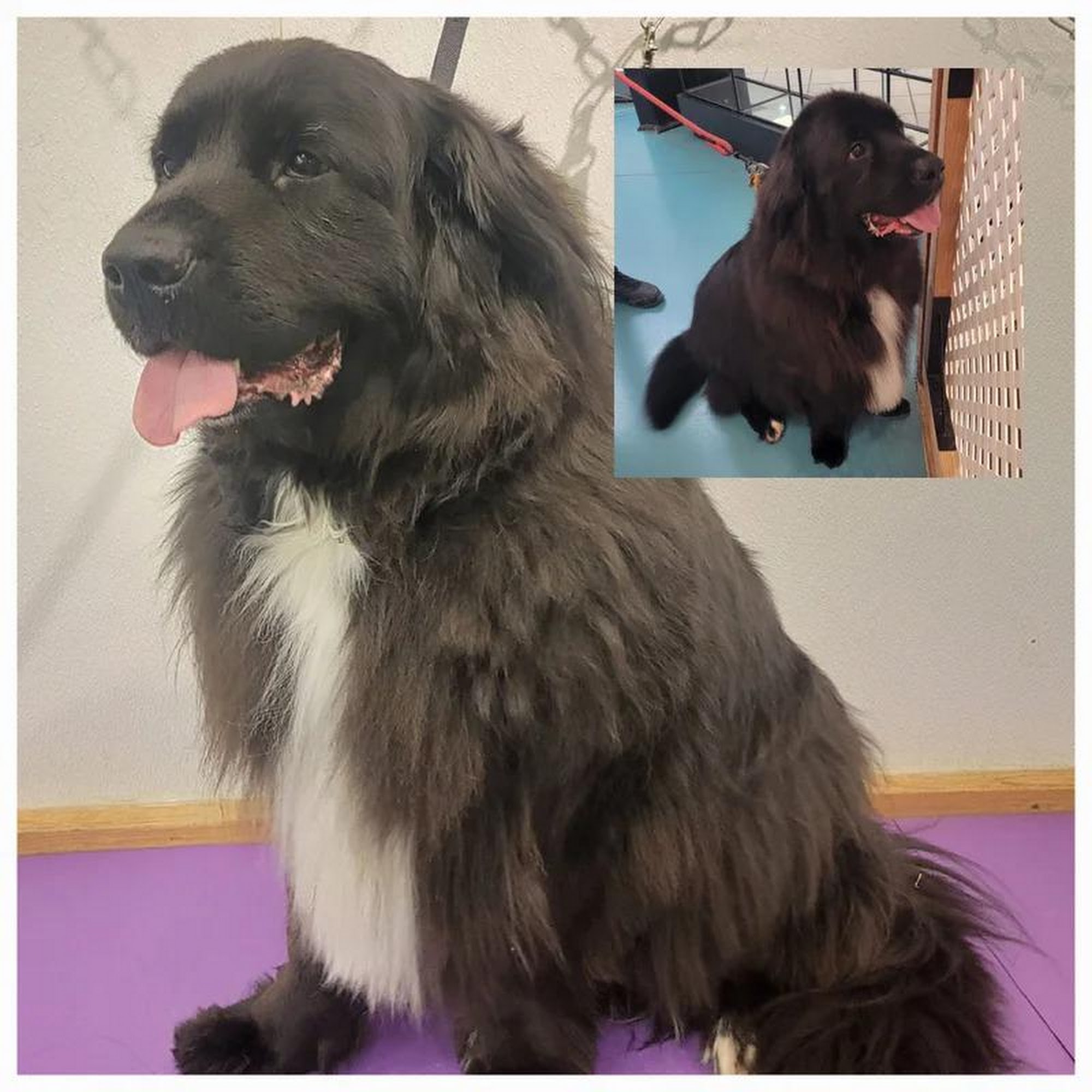 Peaceful Paws Pet Spa Sierra Vista