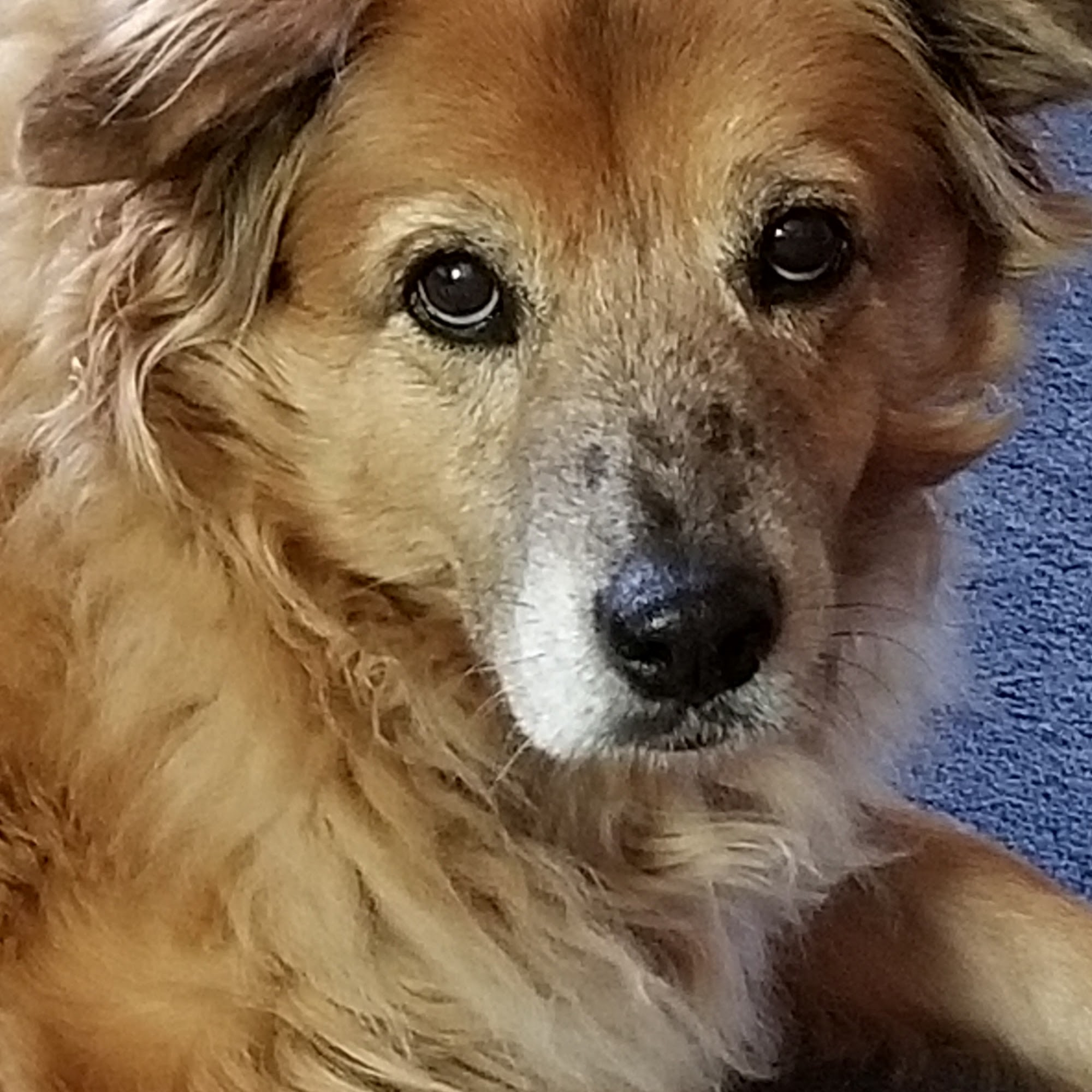 Star Valley Veterinary Clinic Star Valley