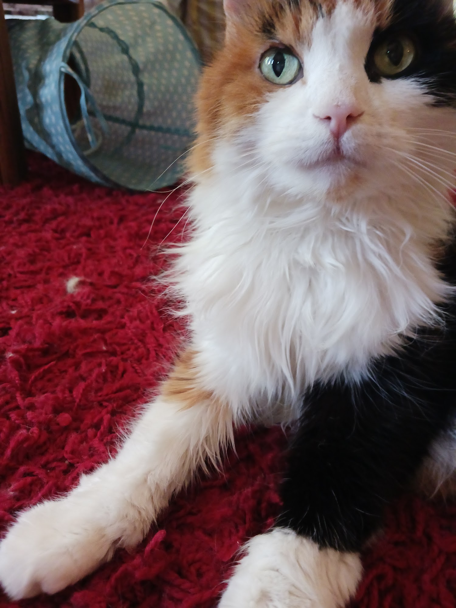 Star Valley Veterinary Clinic Star Valley