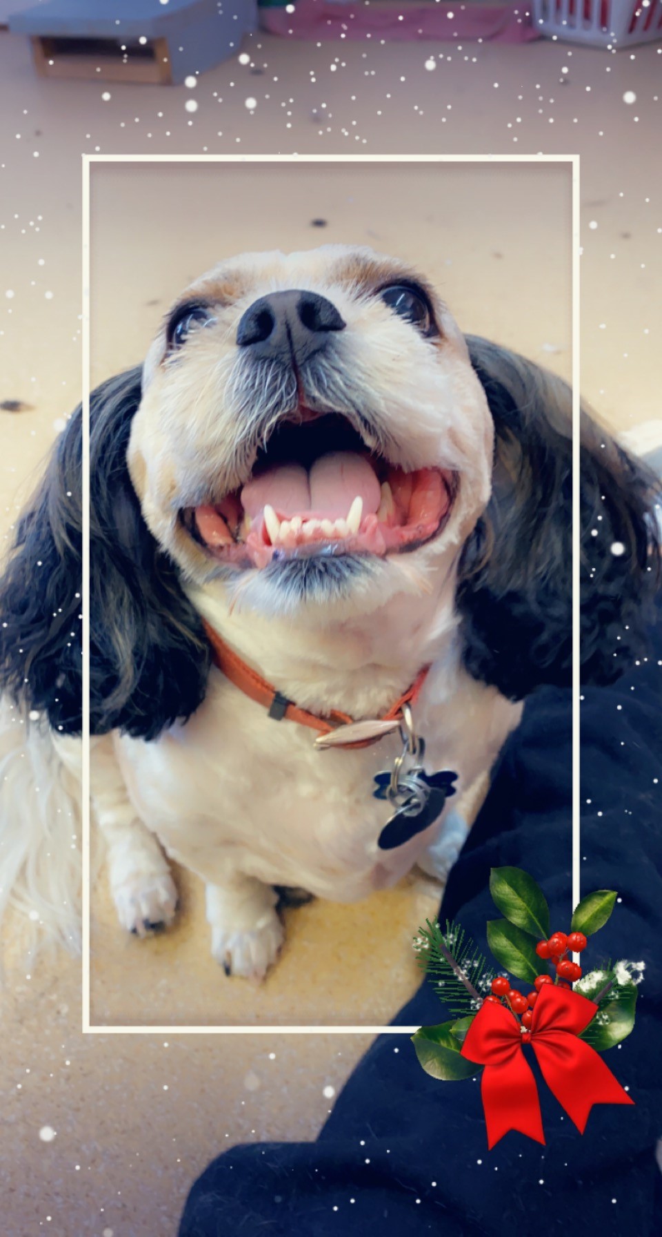 Lacey’s Dog Gone Grooming Salon Star Valley