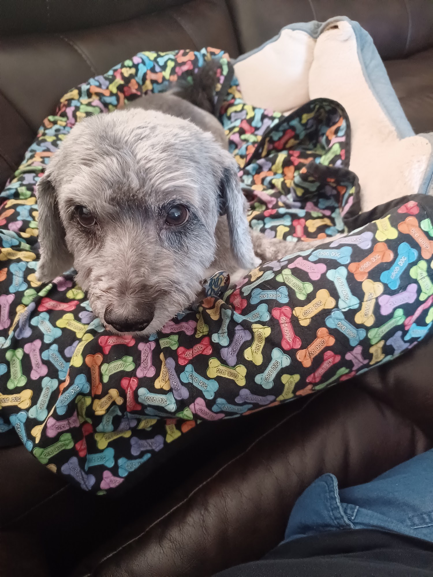 Diamonds In the Ruff Pet Grooming Sun City