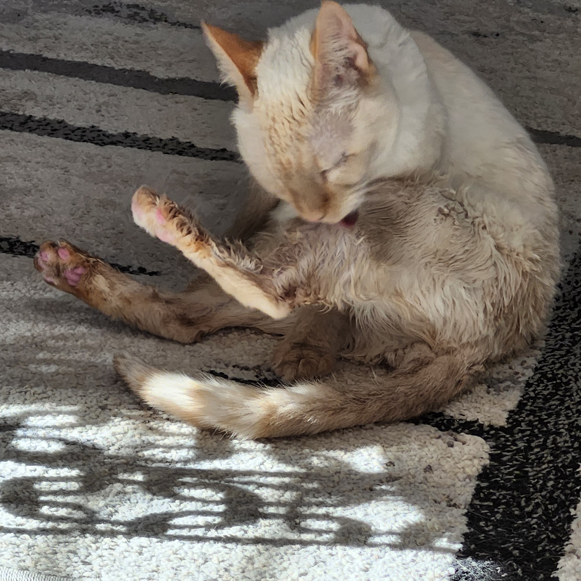 Diamonds In the Ruff Pet Grooming Sun City