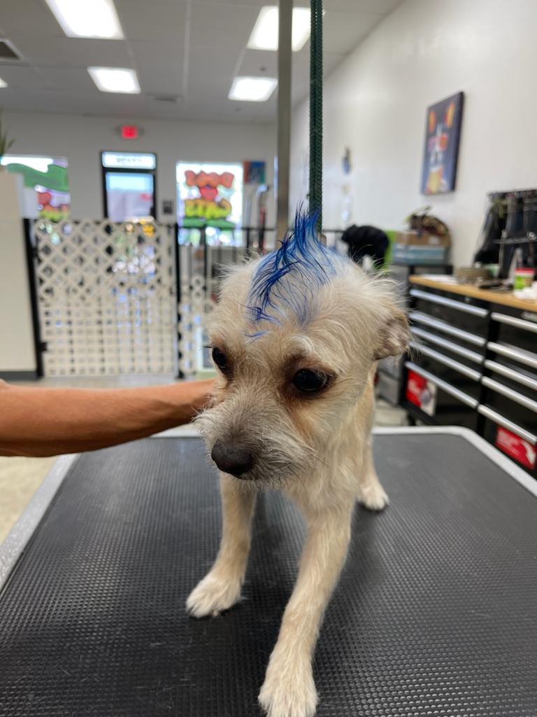 Sun City Grooming Sun City