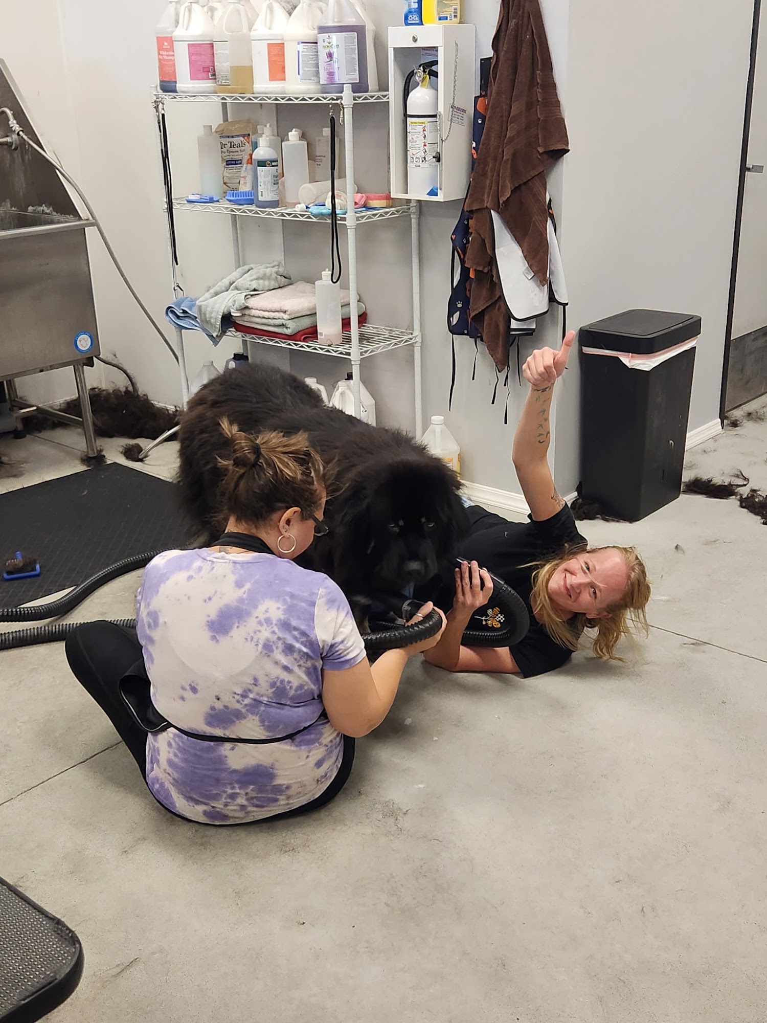 Doggy & Bark Pet Grooming Sun City