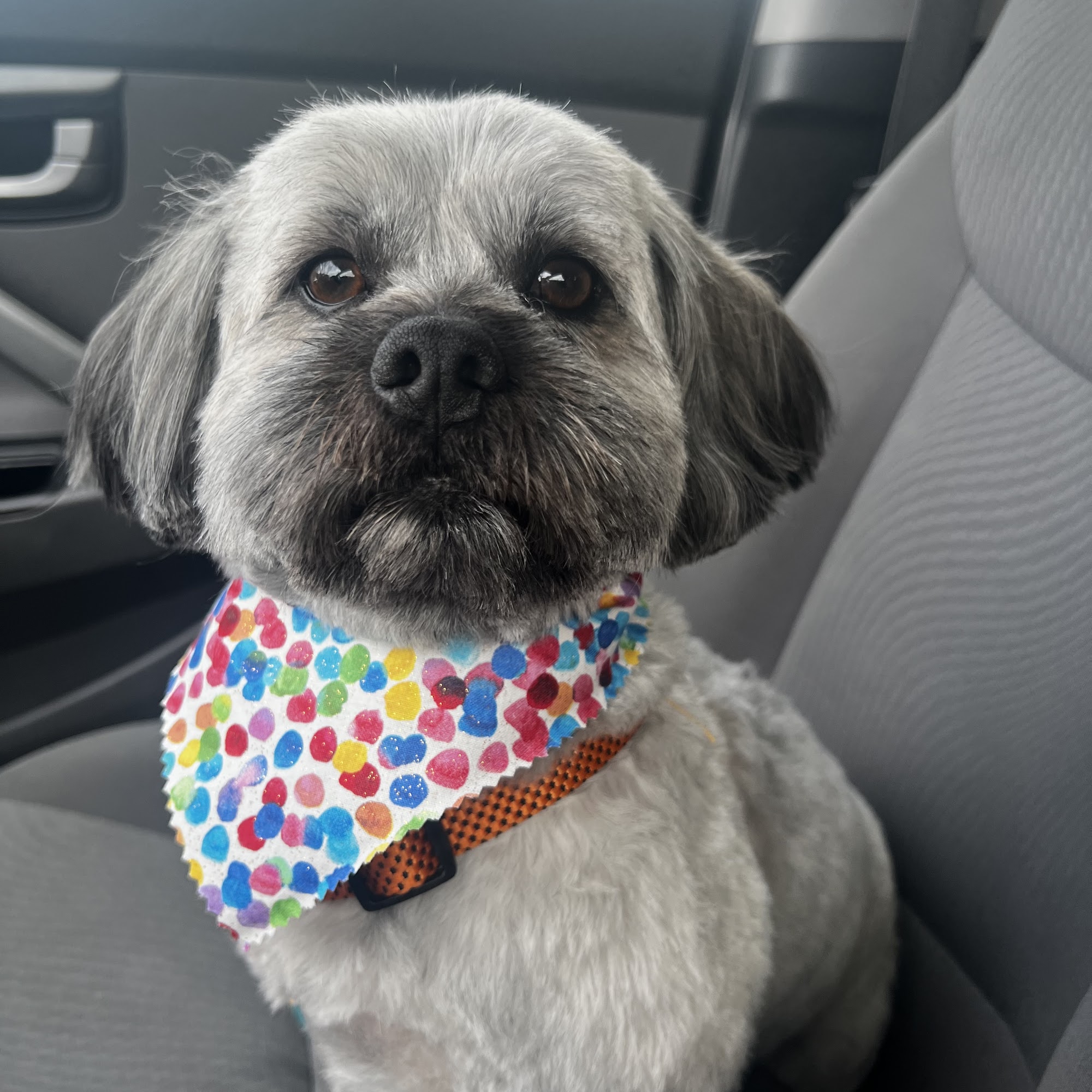 Fresh Paws LLC Sun City