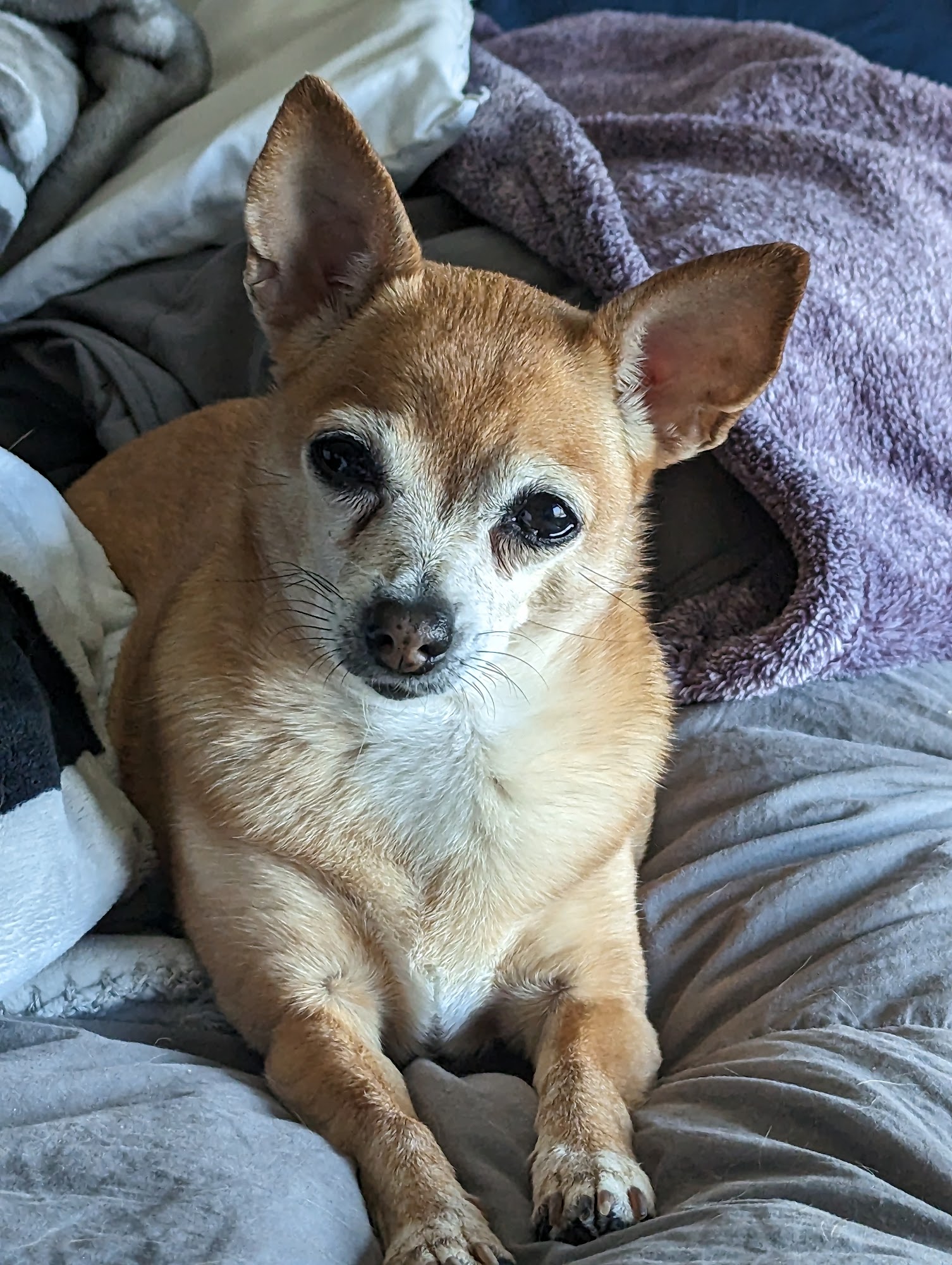 Surprise Animal Hospital & Grooming Surprise