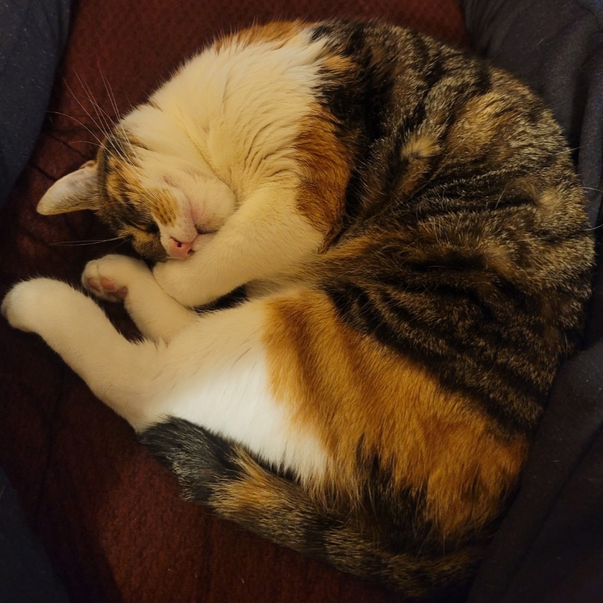 Purrfurred Pets Veterinary Clinic Surprise