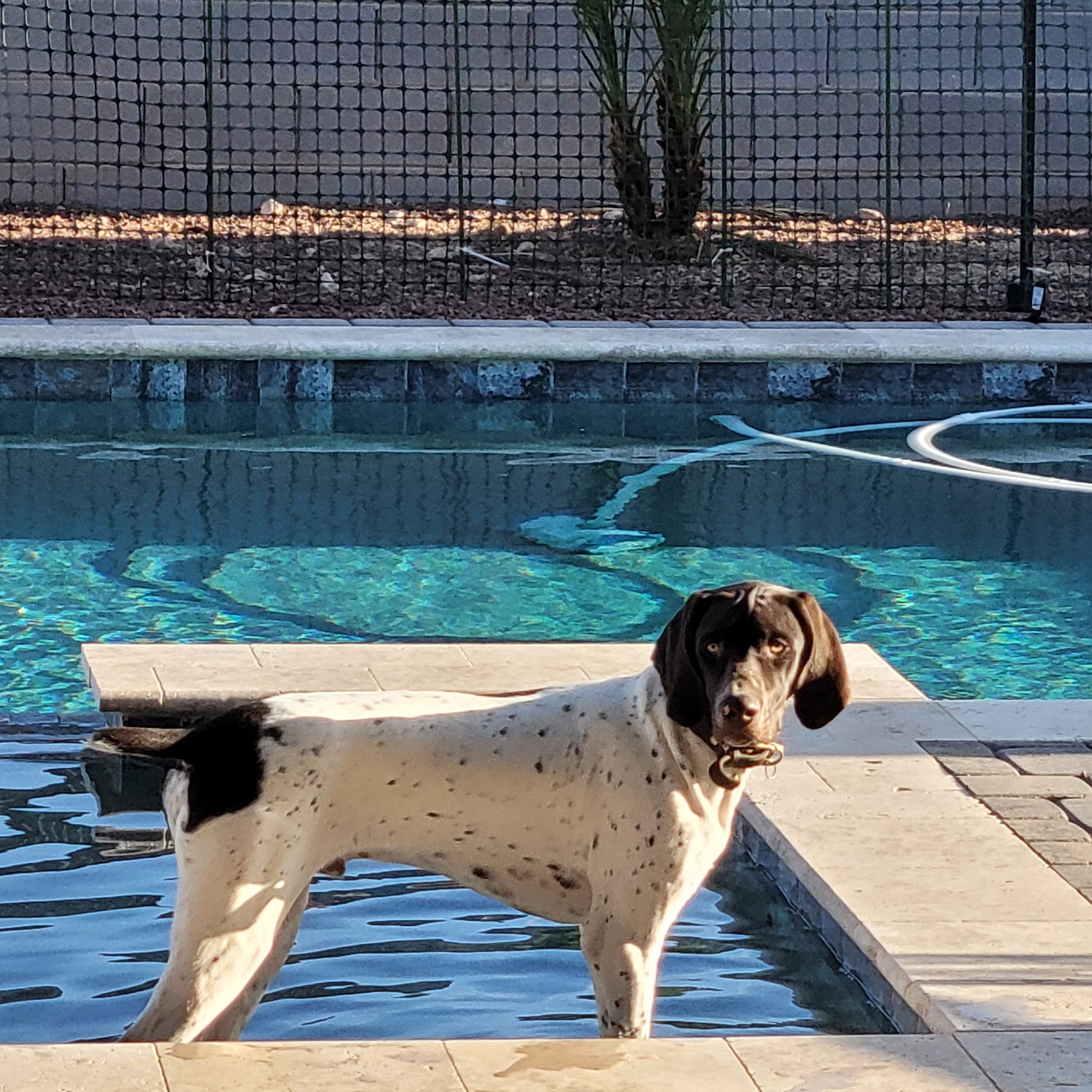 All-Star Animal Hospital Surprise