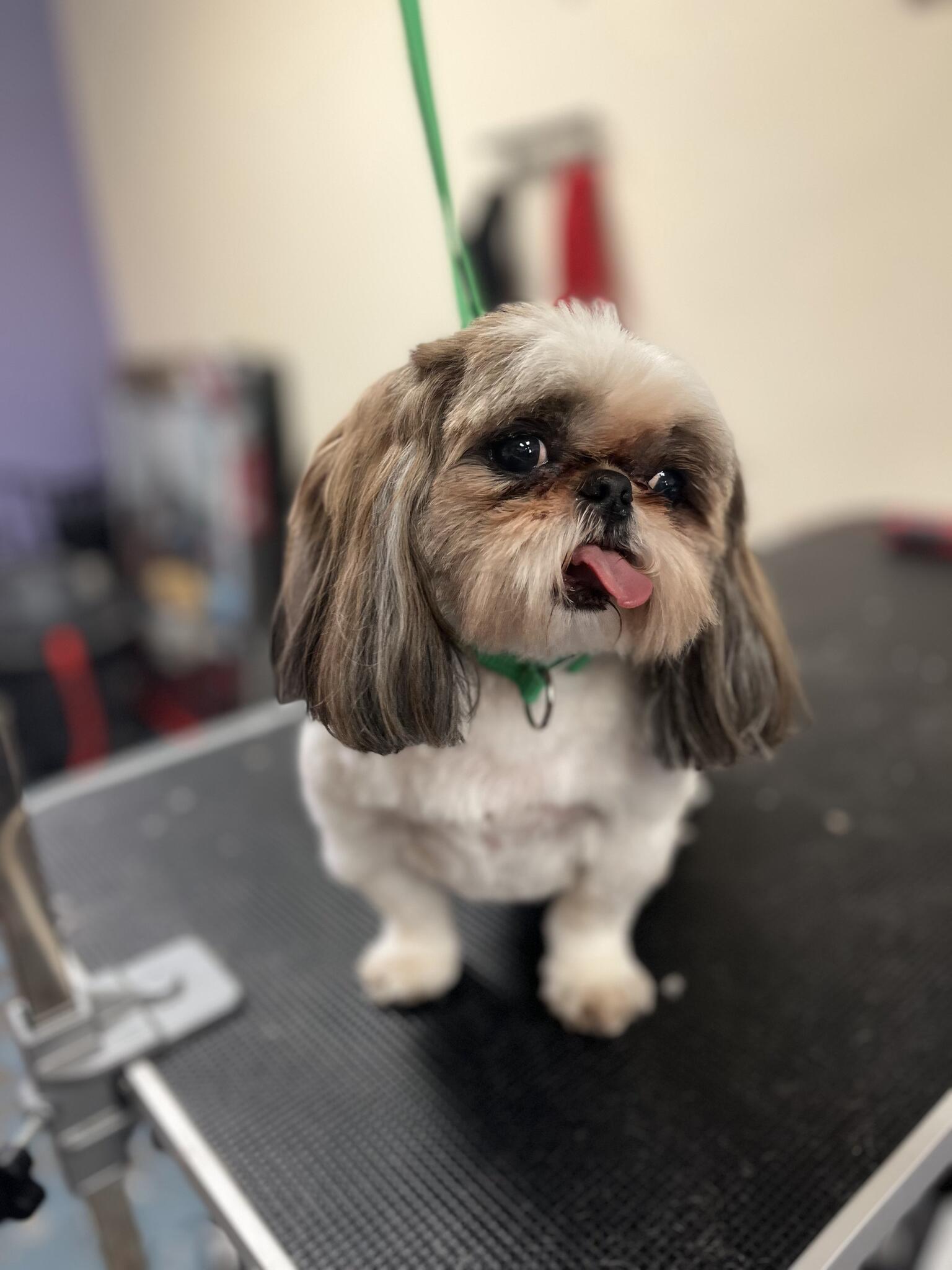 Molly Friends Pet Grooming Surprise