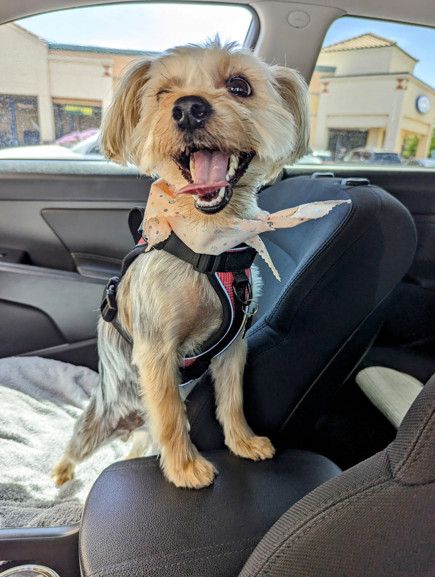 Primp and Proper Dog Grooming Surprise